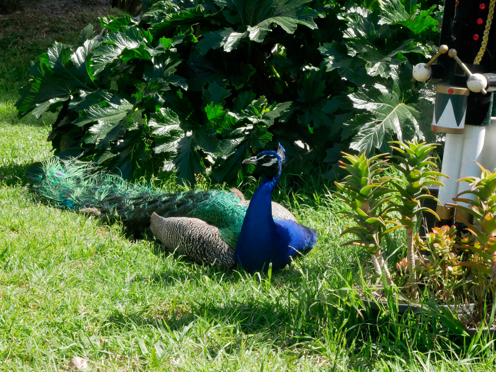 Pfau auf dem Hollywood Forever Cemetery