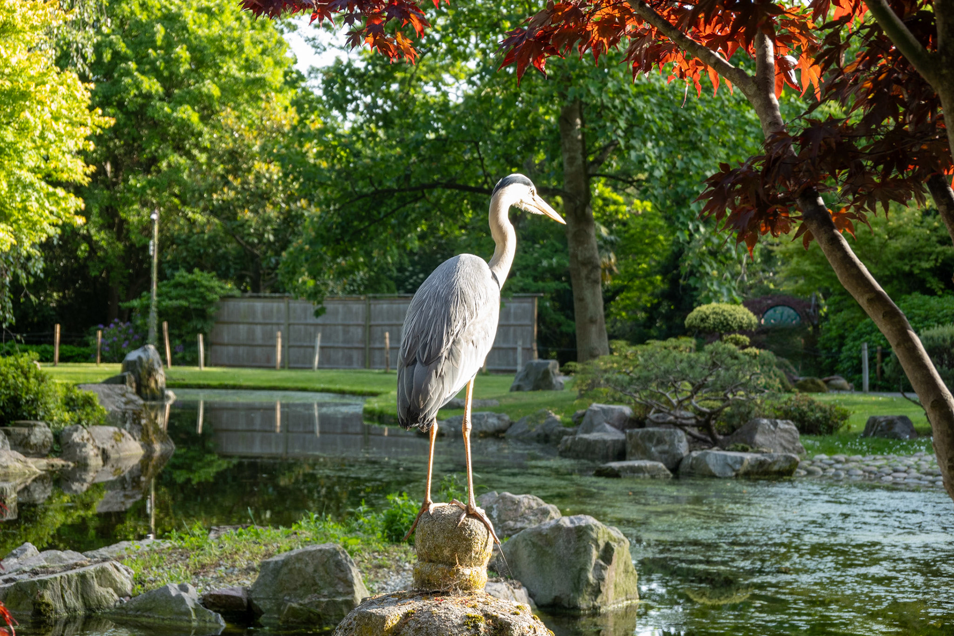 Ein Graureiher im Kyoto Garden in London