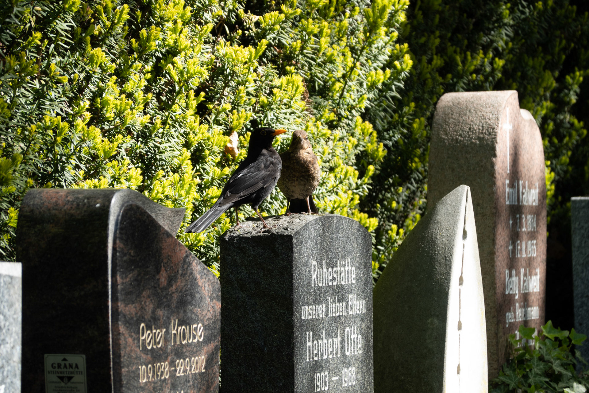 Zwei Vögel unterhalten sich auf einem Berliner Friedhof