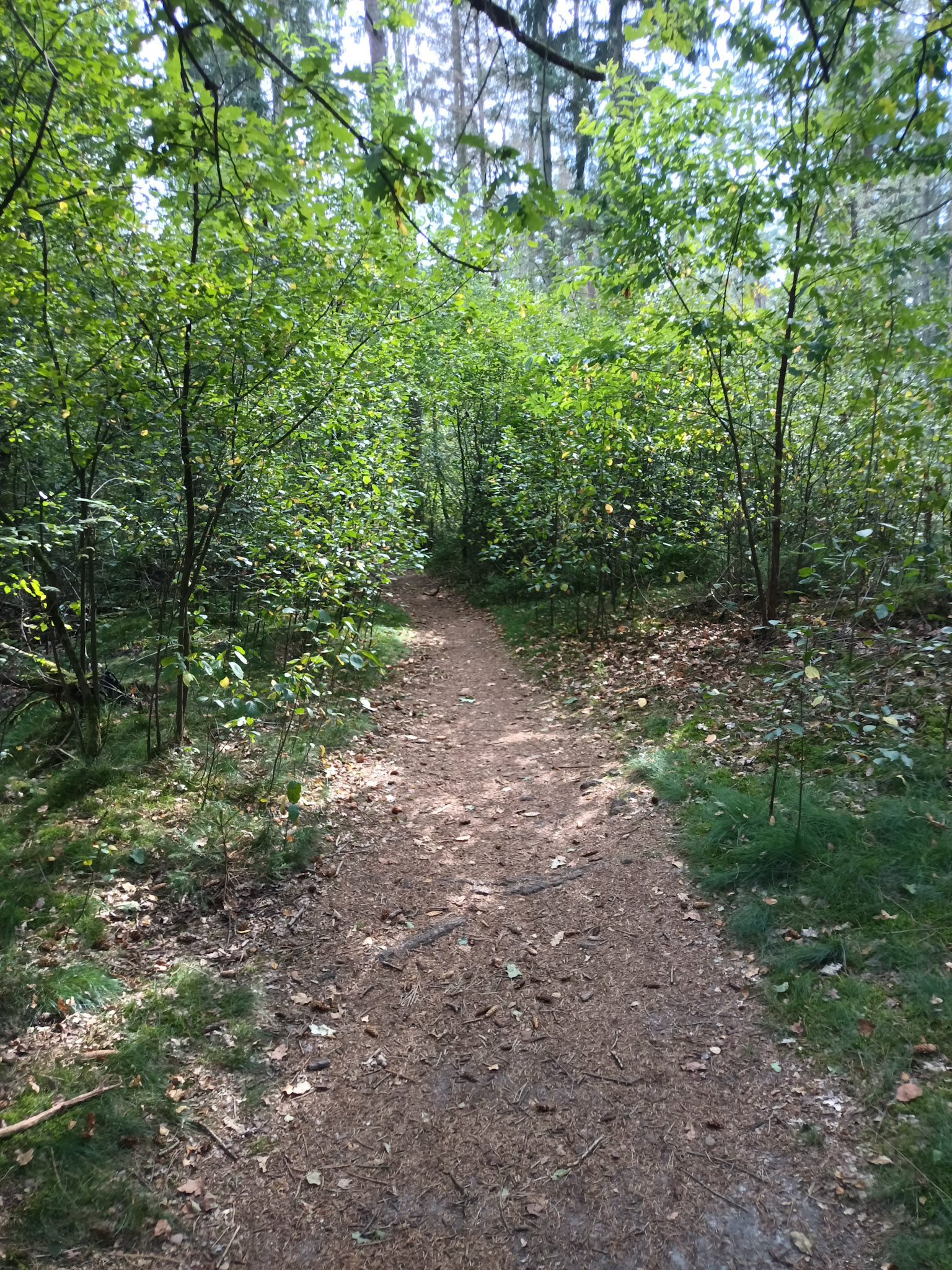 Zwischendurch mal Laubwälder