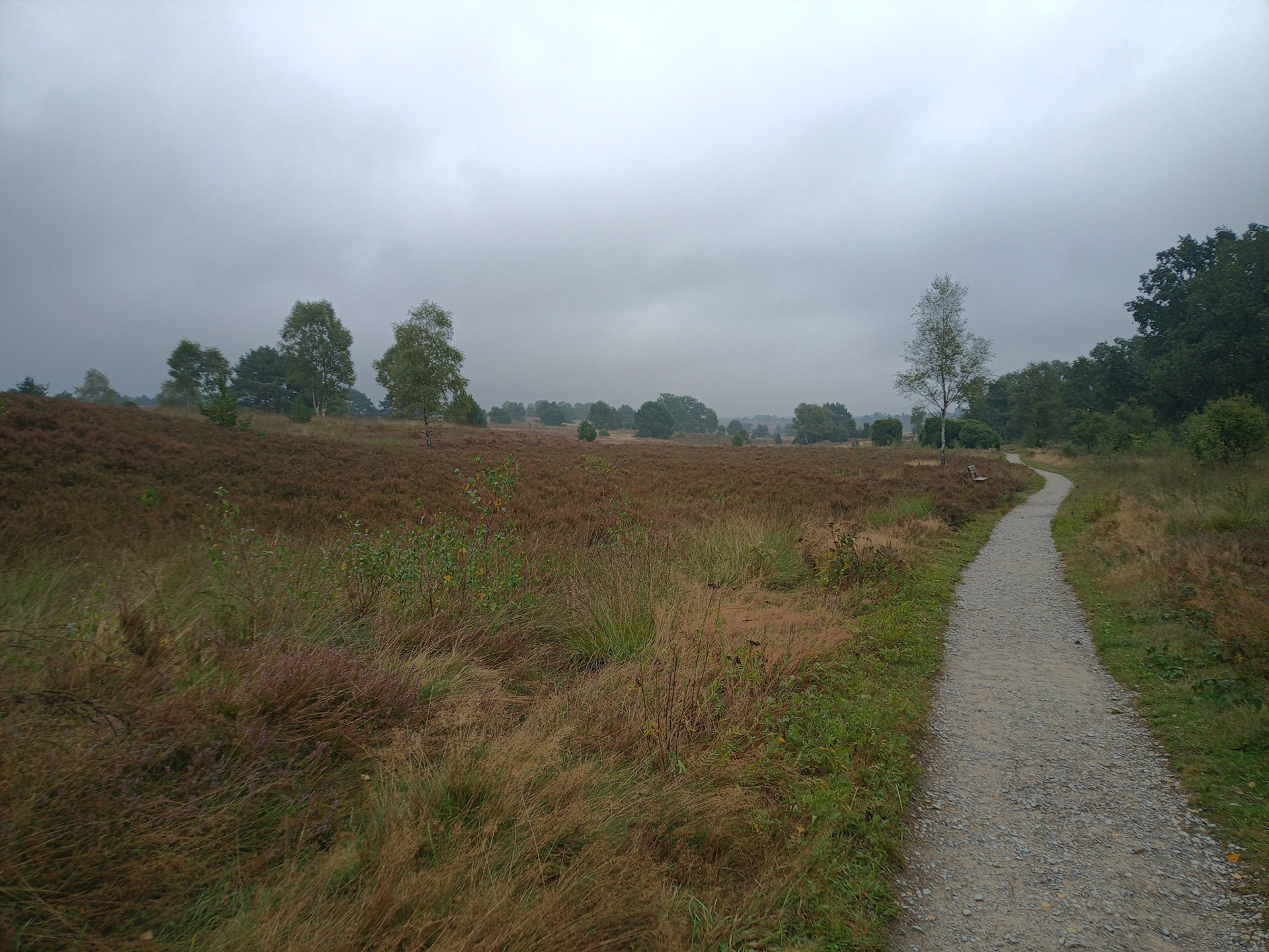 Heide