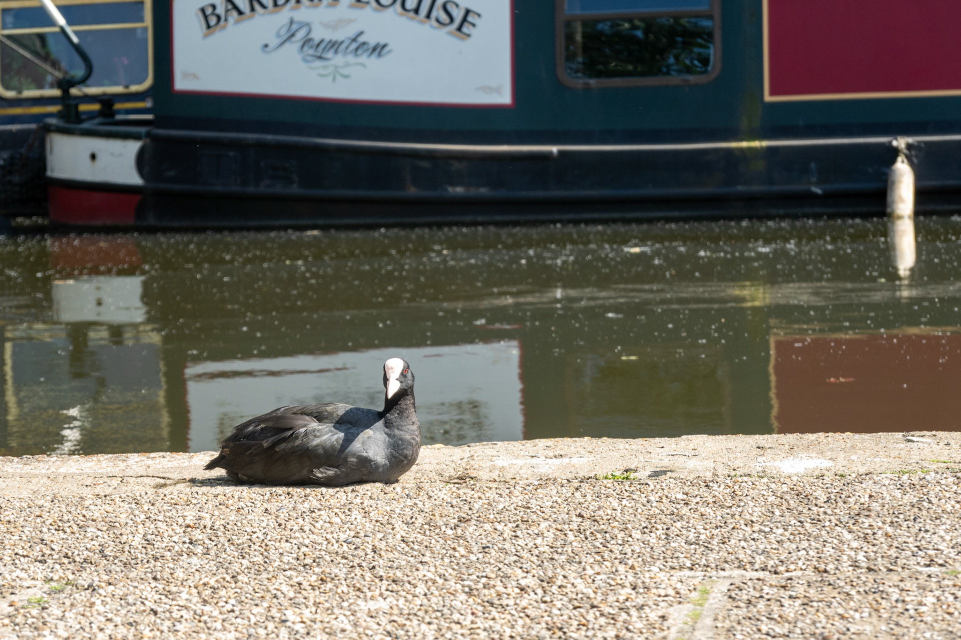 Ein Blässhuhn am Regent's Canal in London
