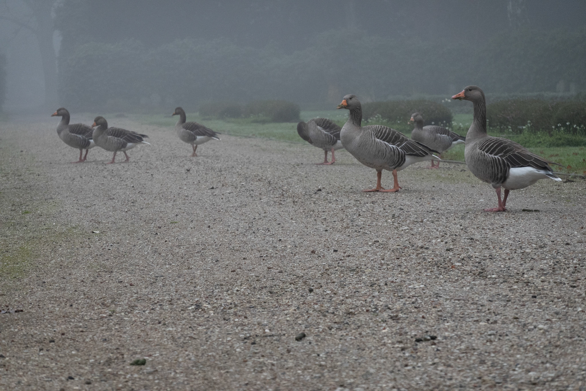 Gänse im Nebel auf dem Ohlsdorfer Friedhof in Hamburg