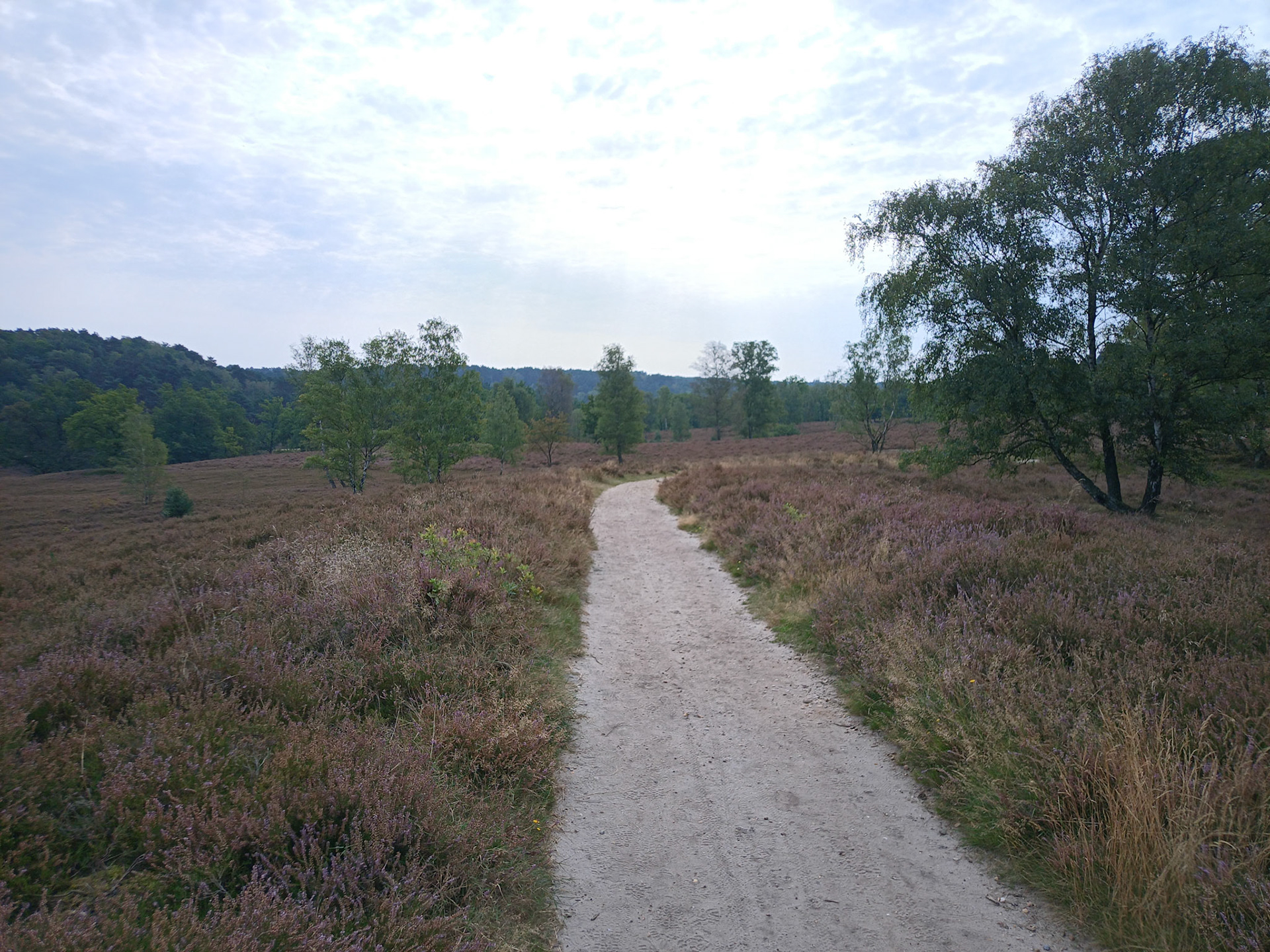 Die Fischbeker Heide.