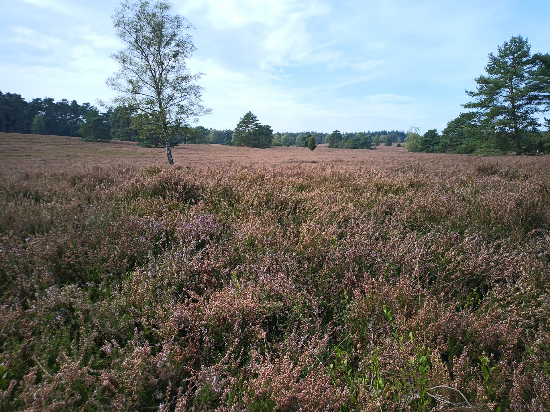 Heide