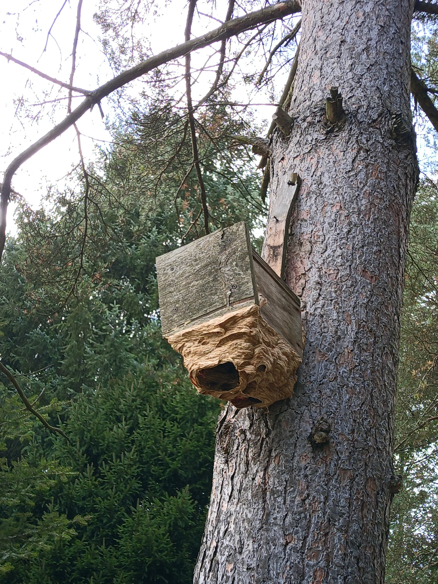 Hornissen beim Netzbau, schnell weiter.
