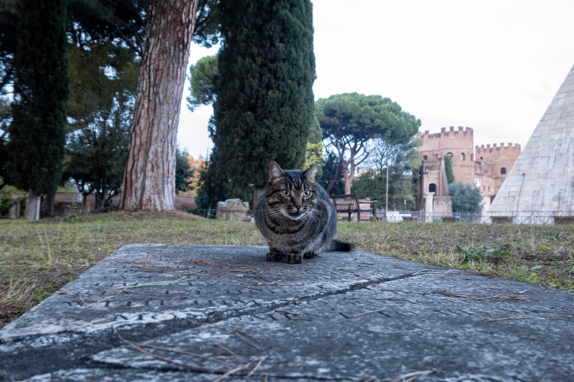 Streunende Katze auf einem Romer Friedhof