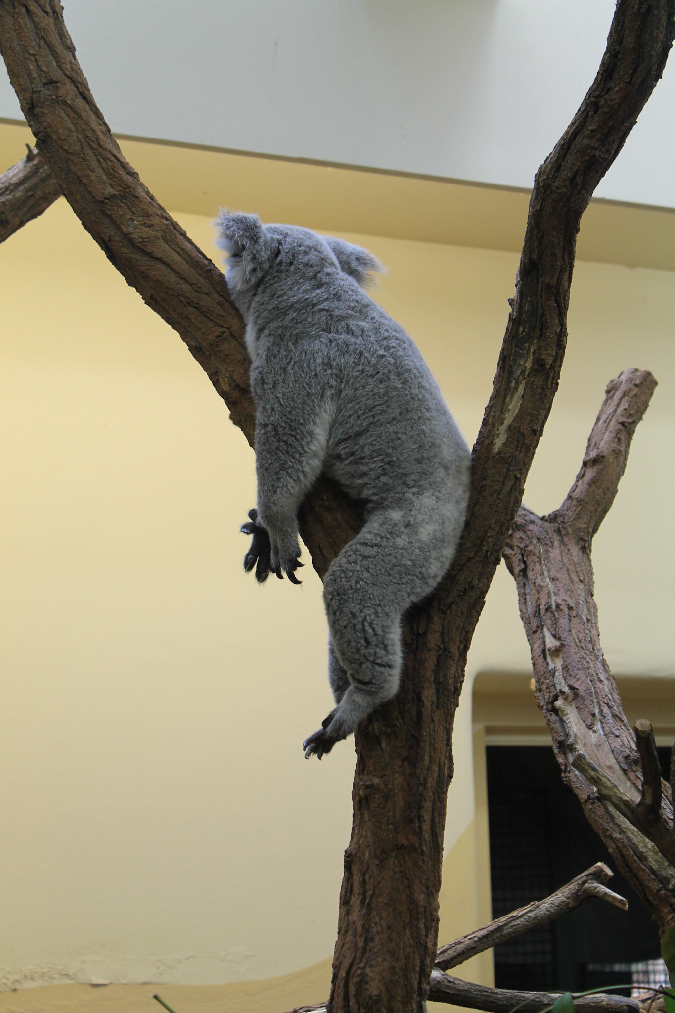Koala im Zoo Schönbrunn