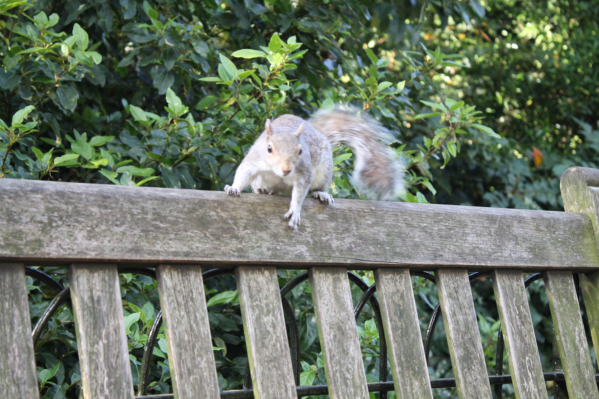 Eichhörnchen im Kensington Gardens