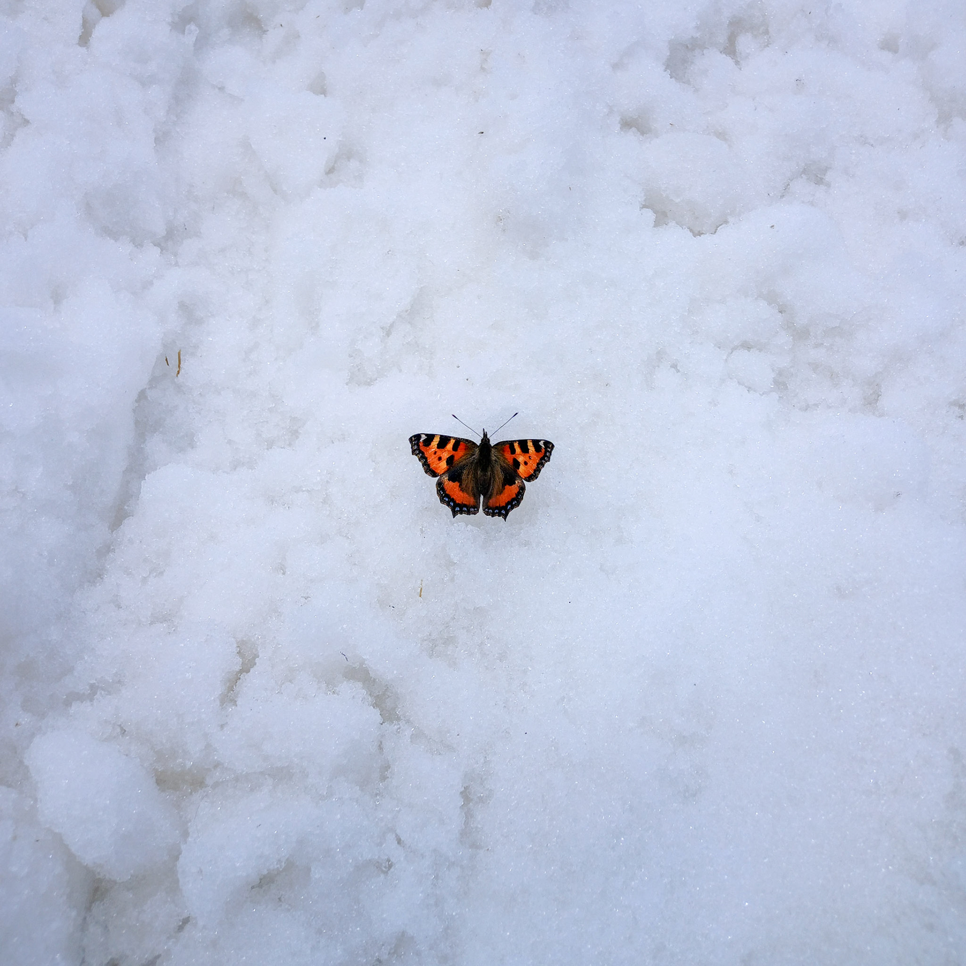 Verflogen? Ein Schmetterling auf der Zugspitze