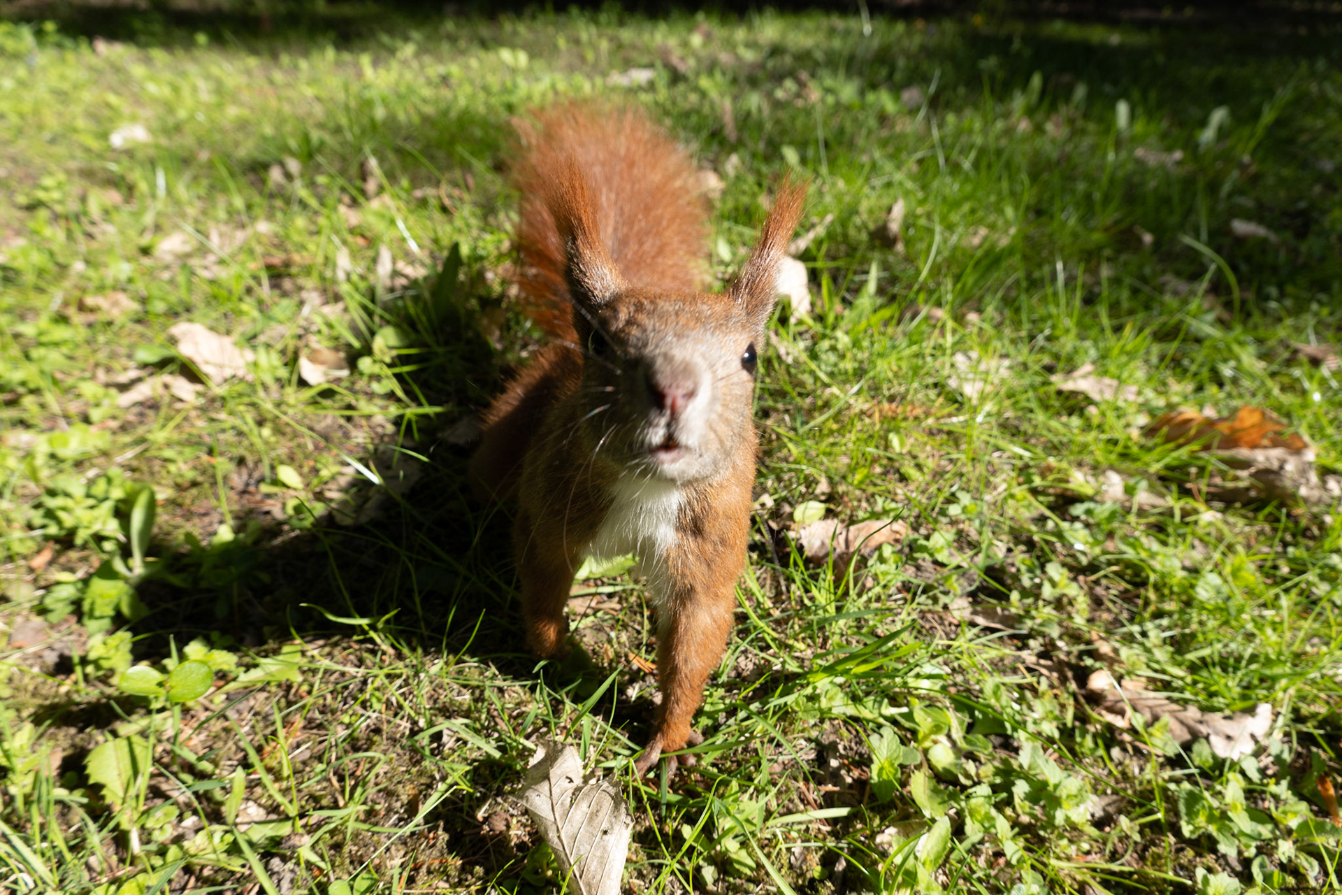 Eichhörnchen im Charlottenburger Schlossgarten