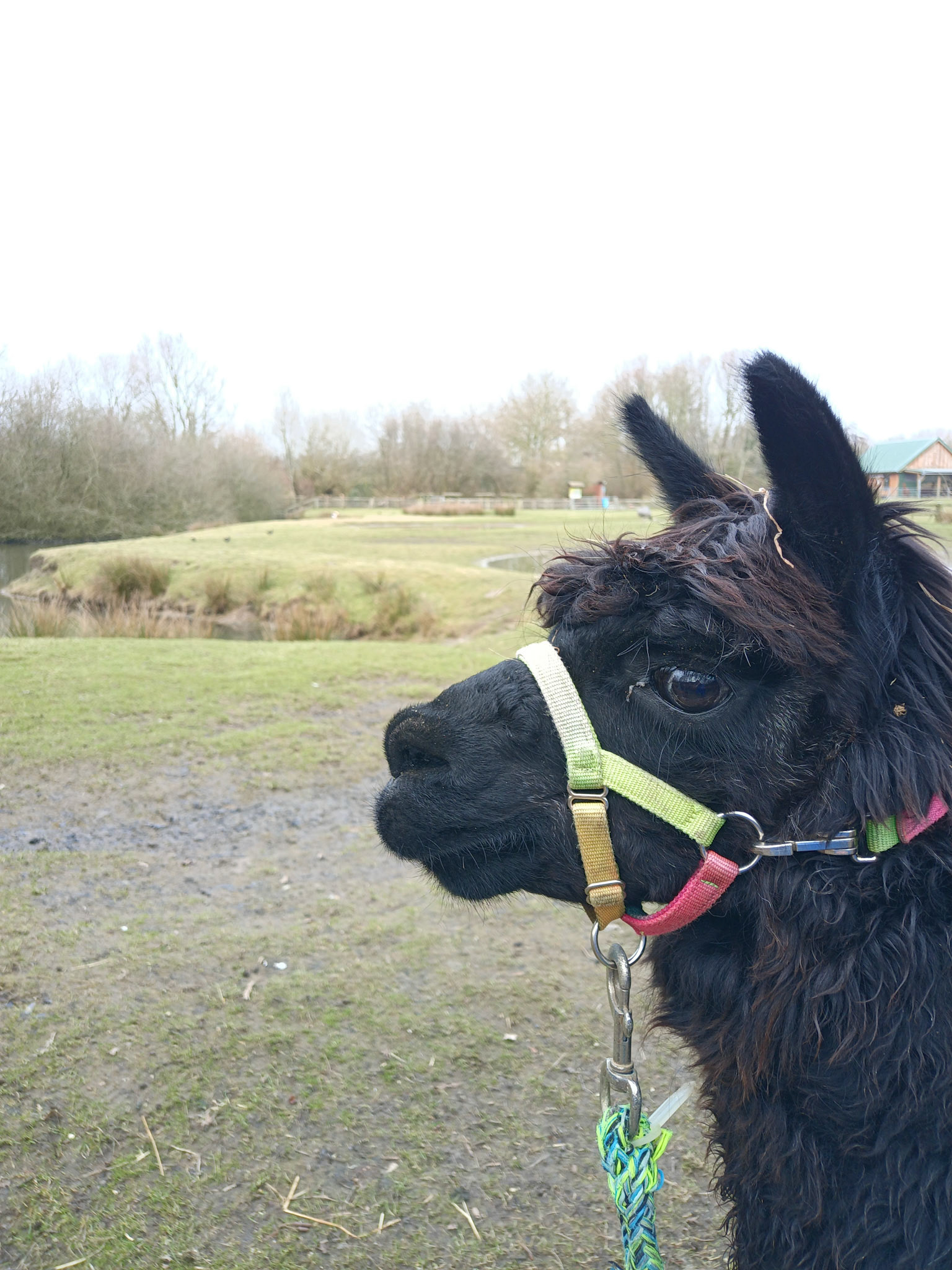 Alpaka im Westküstenpark St. Peter Ording