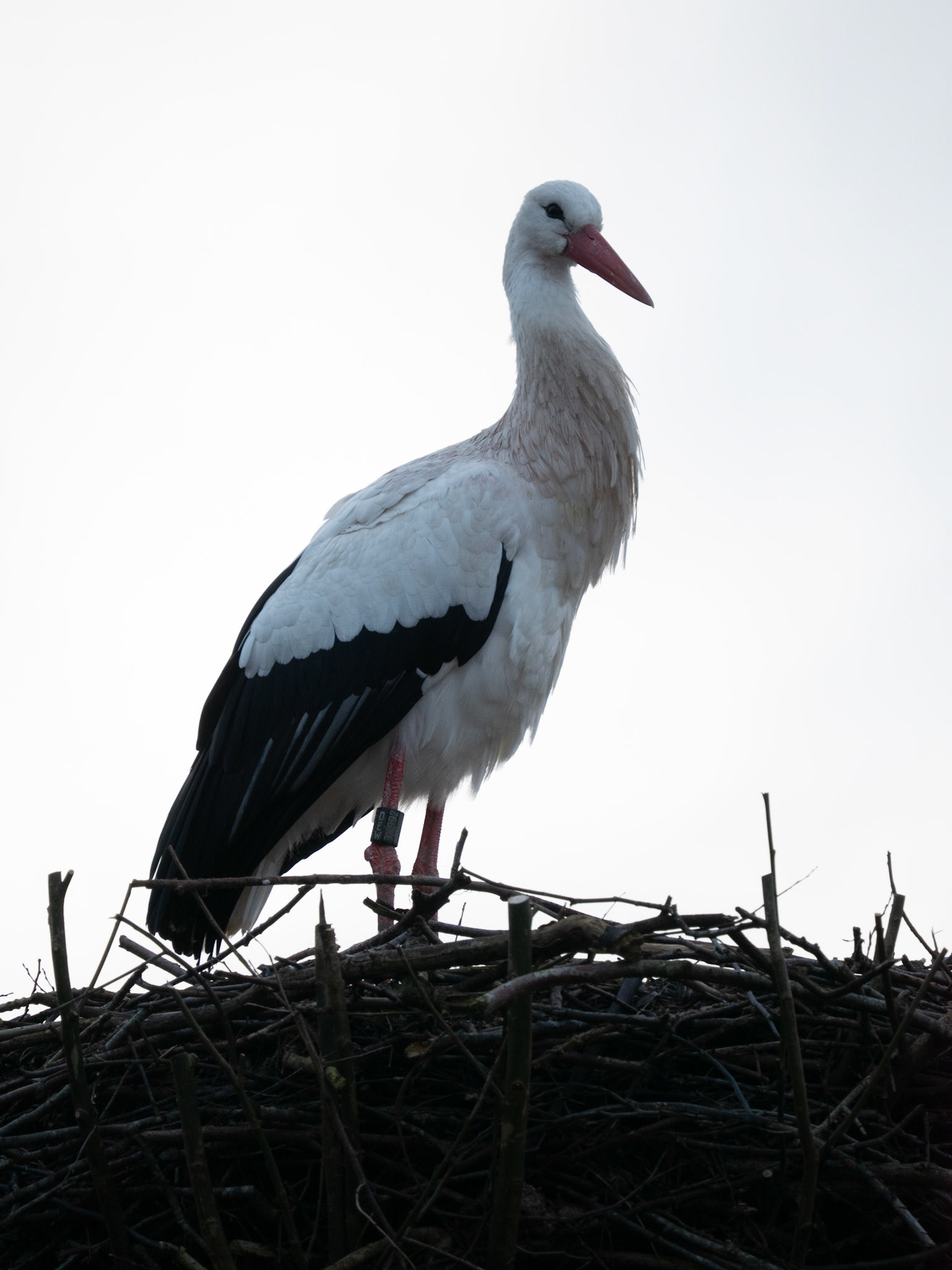 Storch in St. Peter-Ording