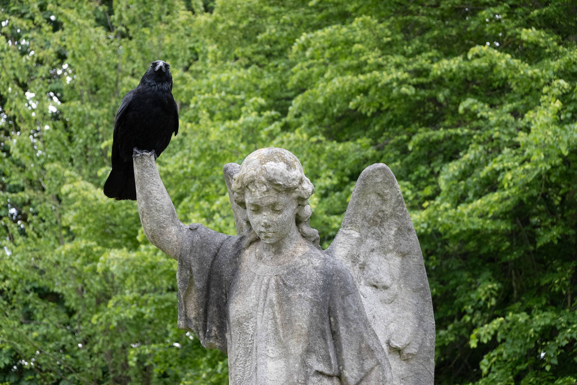 Eine Krähe auf einem Londoner Friedhof