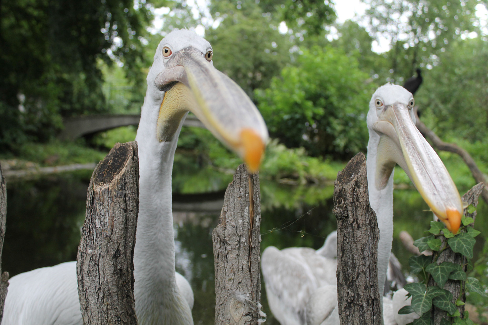 Pelikane im Zoo Schönbrunn