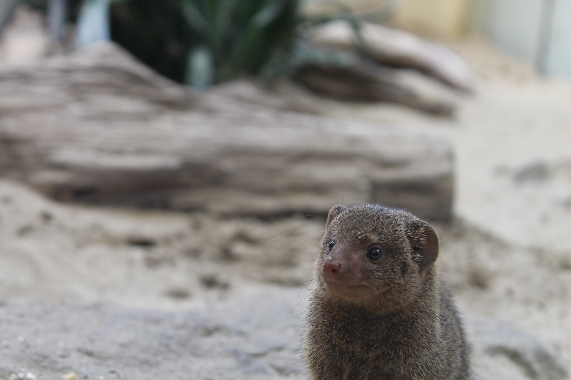 Zwergmanguste im Zoo Schönbrunn