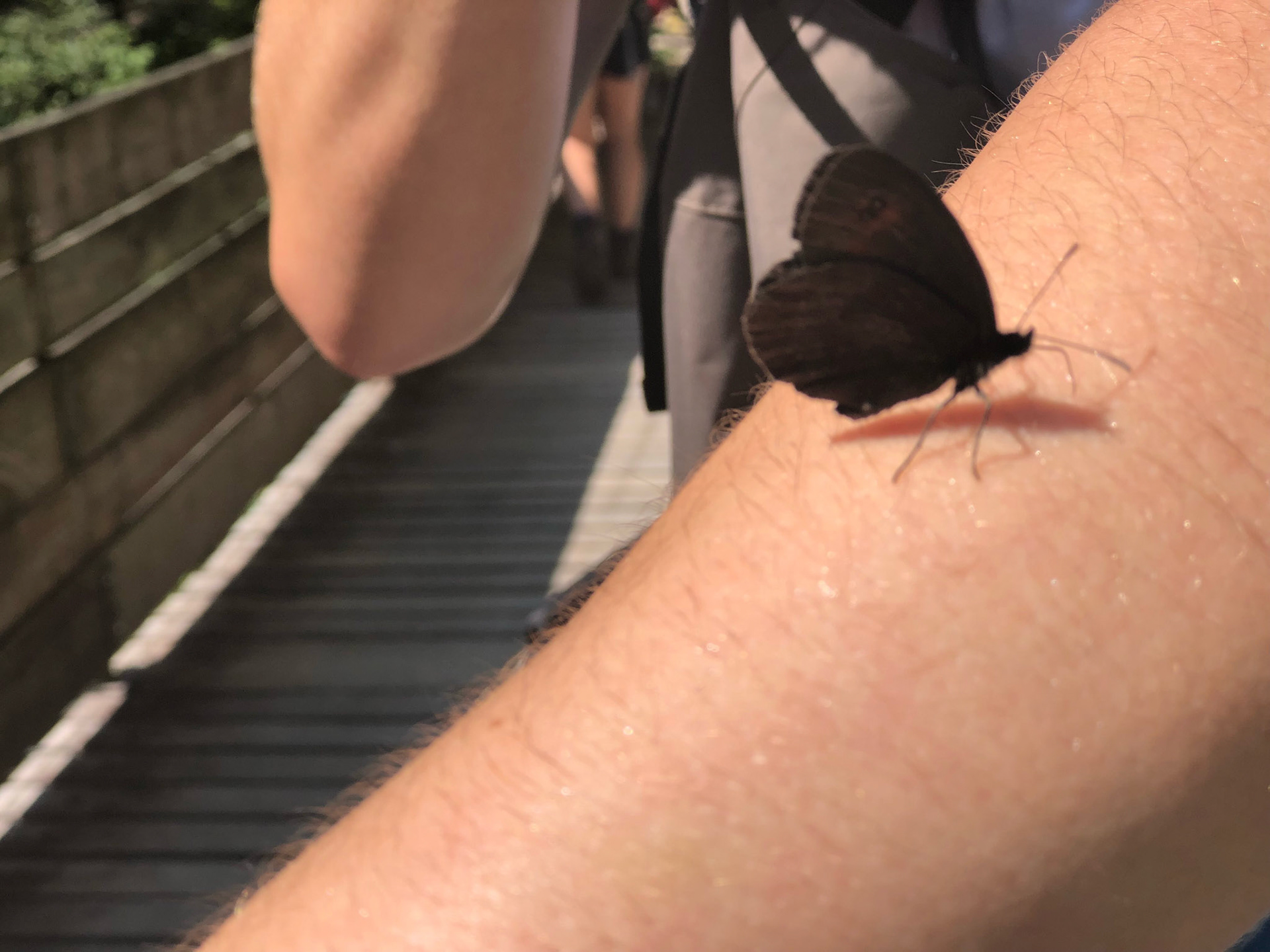 Schmetterling auf der Wanderung in Bayern