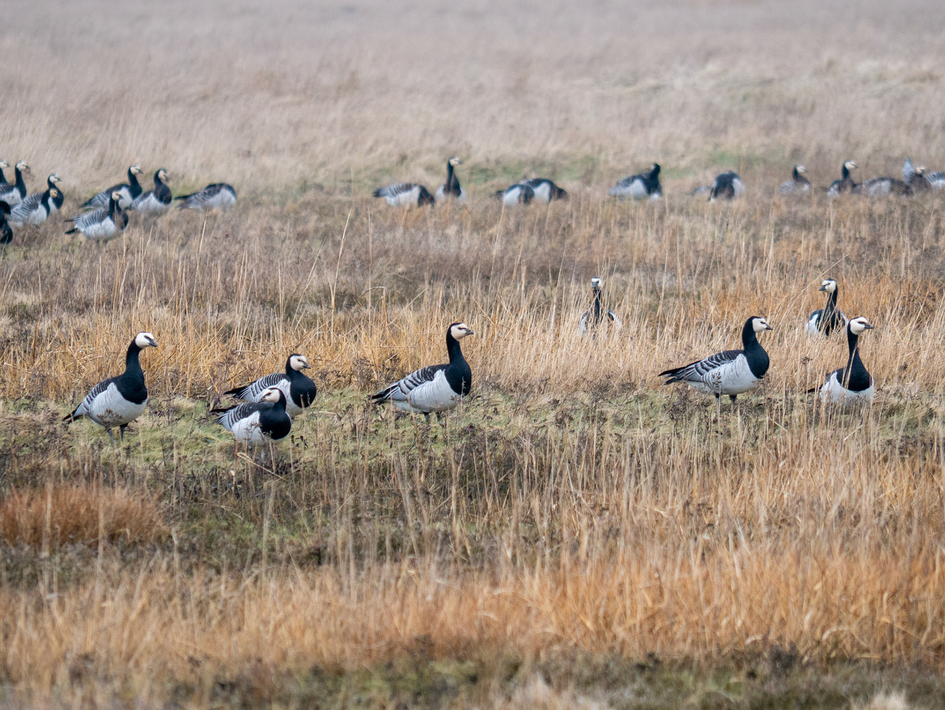 Kanadagänse in St. Peter Ording