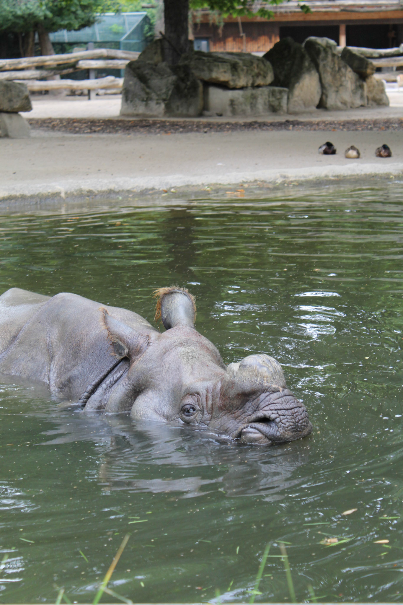Nashorn im Zoo Schönbrunn