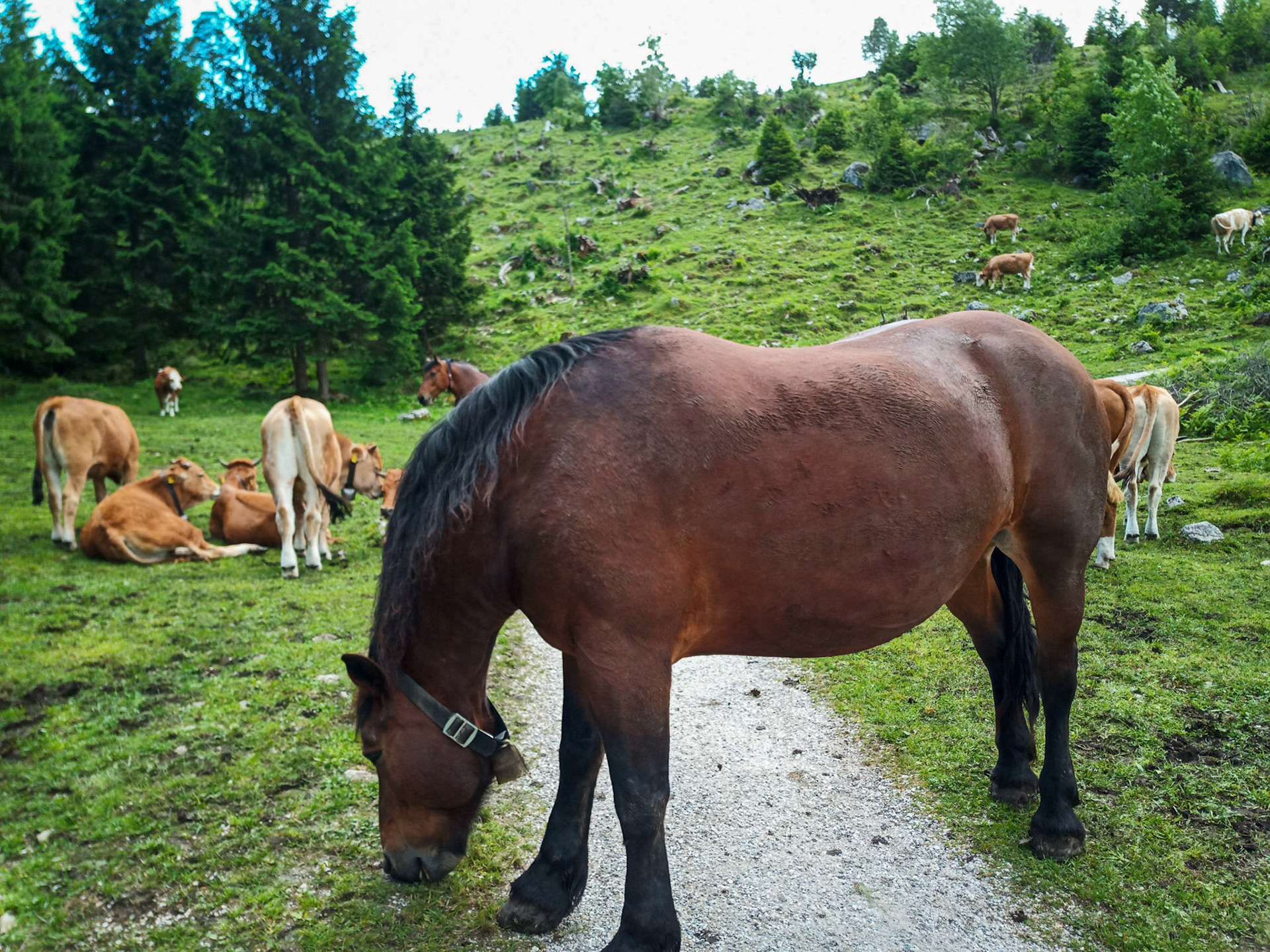 Pferd versperrt den Weg in den Bayrischen Alpen
