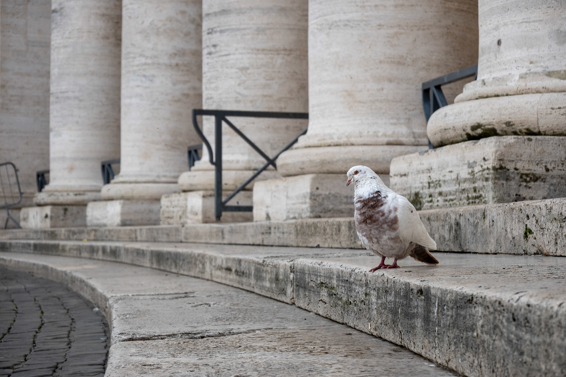 Taube auf dem Petersplatz im Vatikan