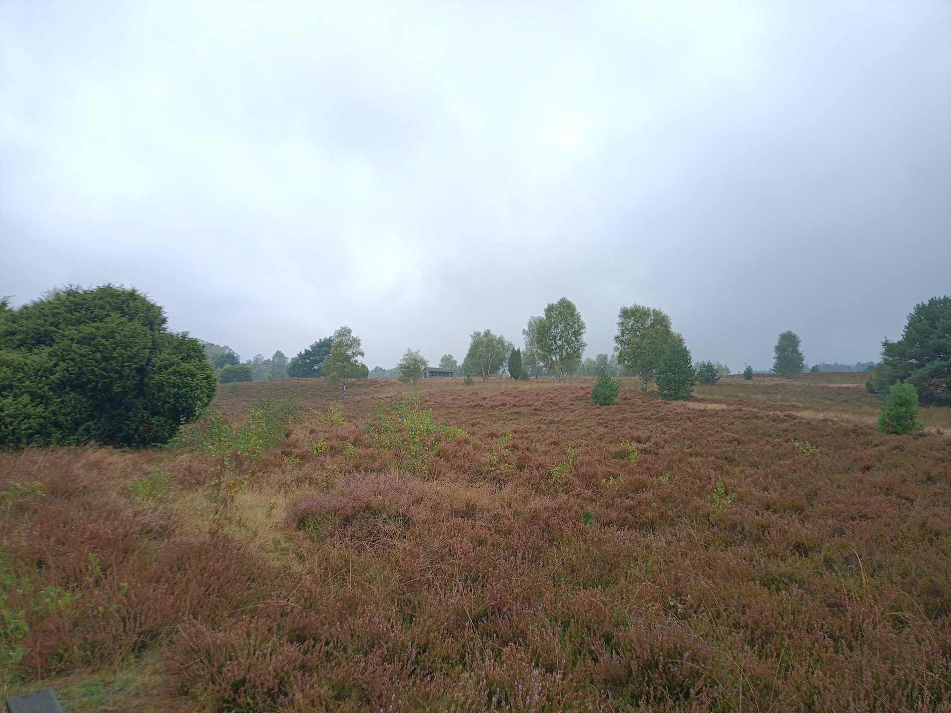 Noch mehr Heide