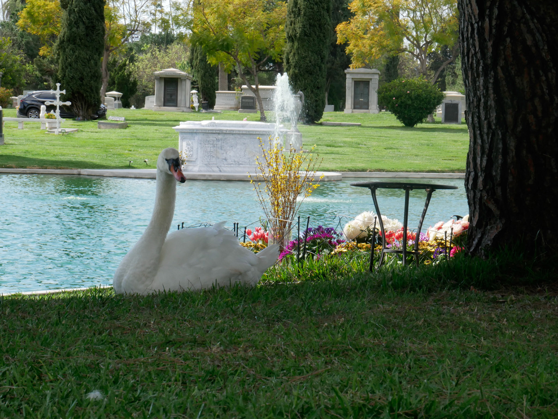 Schwan auf dem Hollywood Forever Cemetery