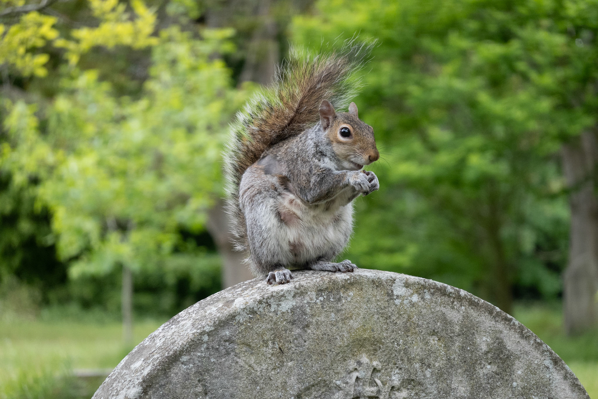 Eichhörnchen auf einem Londoner Friedhof