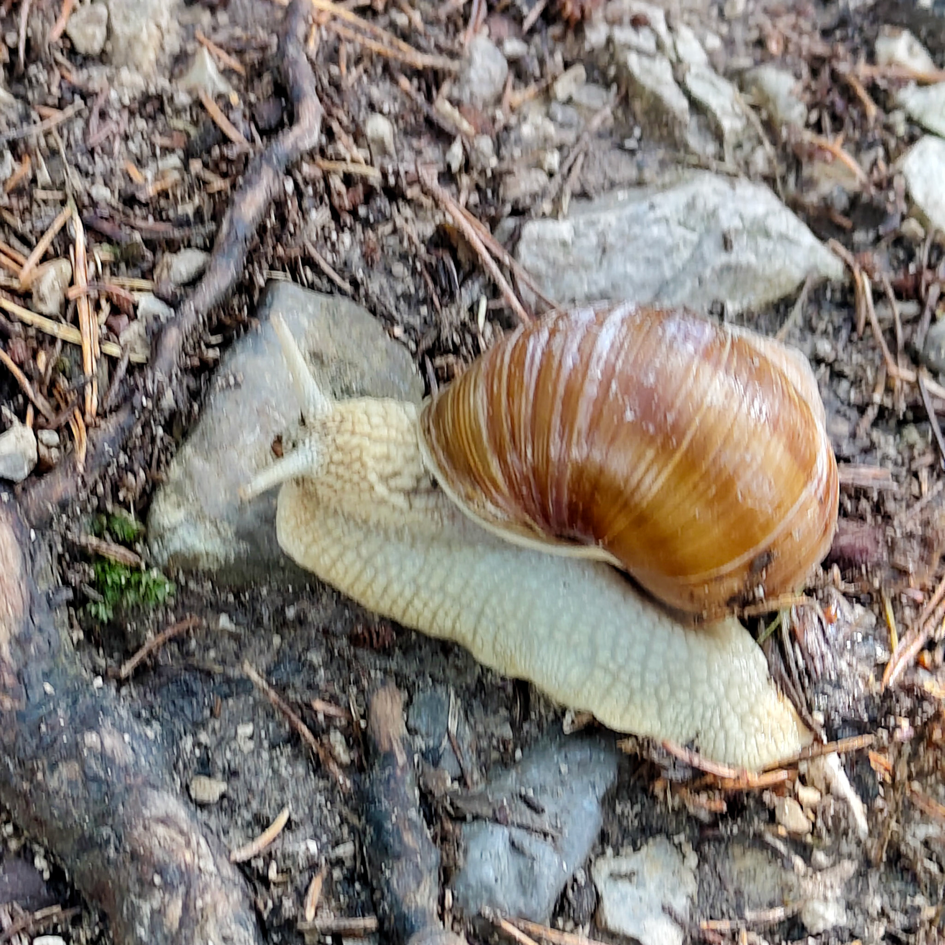 Weinbergschnecke in Garmisch