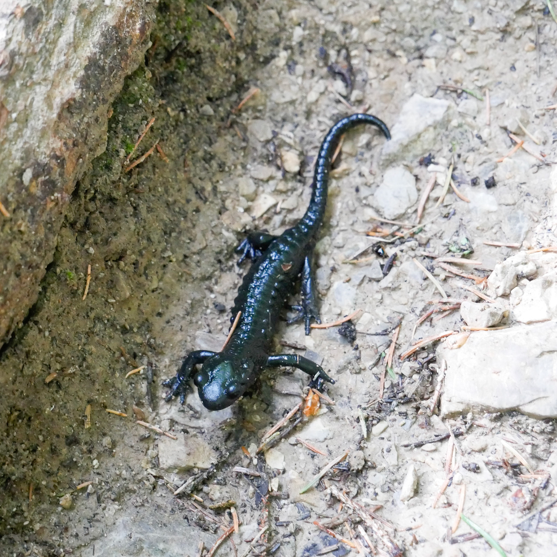 Alpensalamander in Oberstorf
