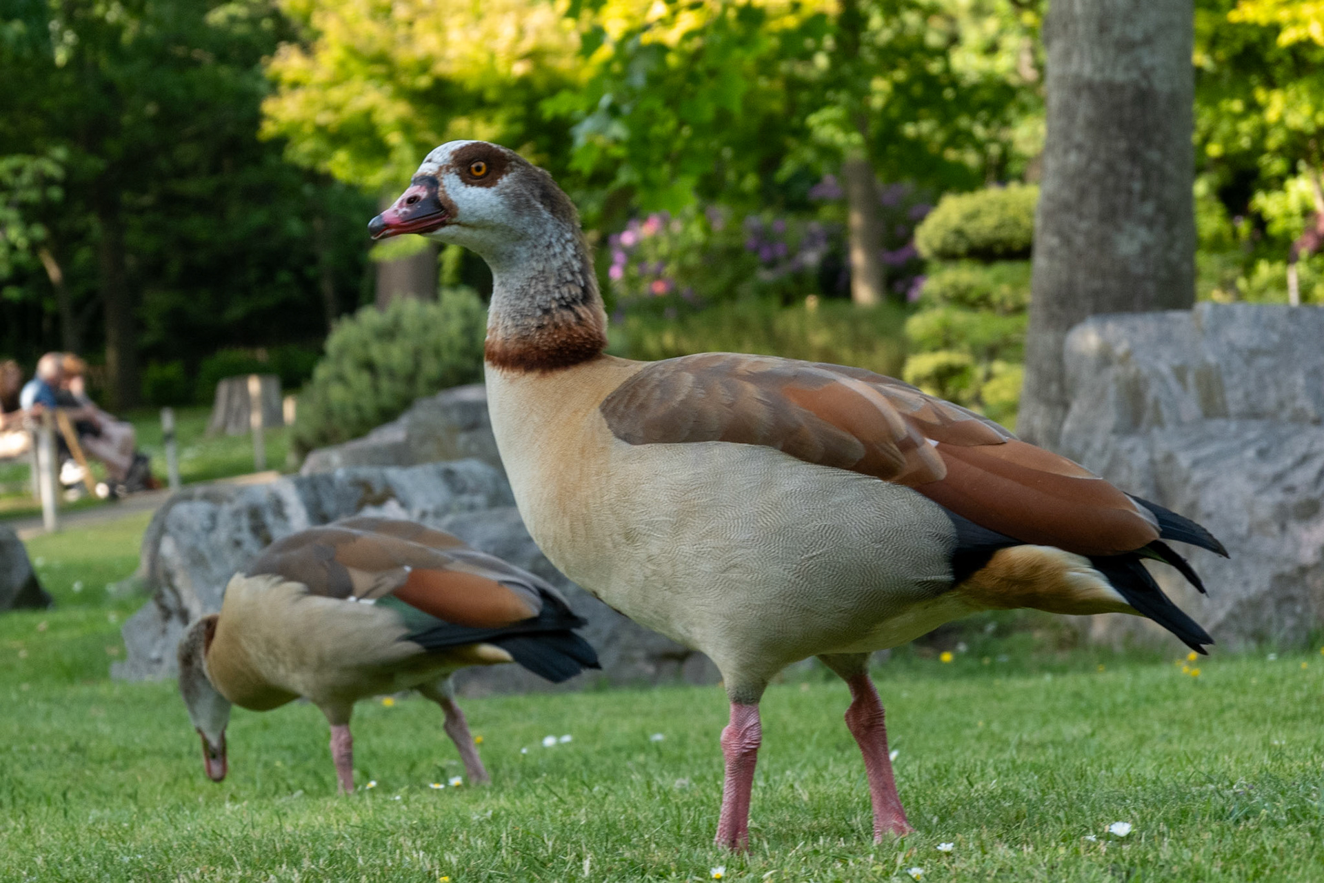 Nilgänse im Kyoto Park in London
