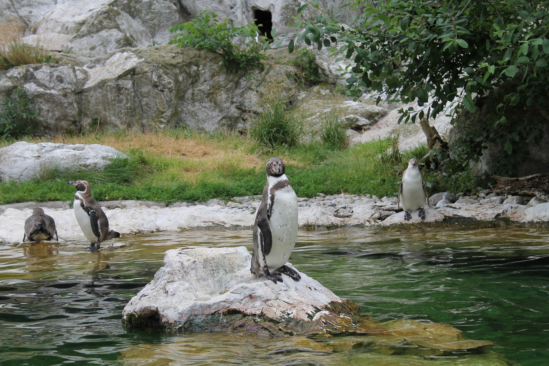 Pinguine im Zoo Schönbrunn