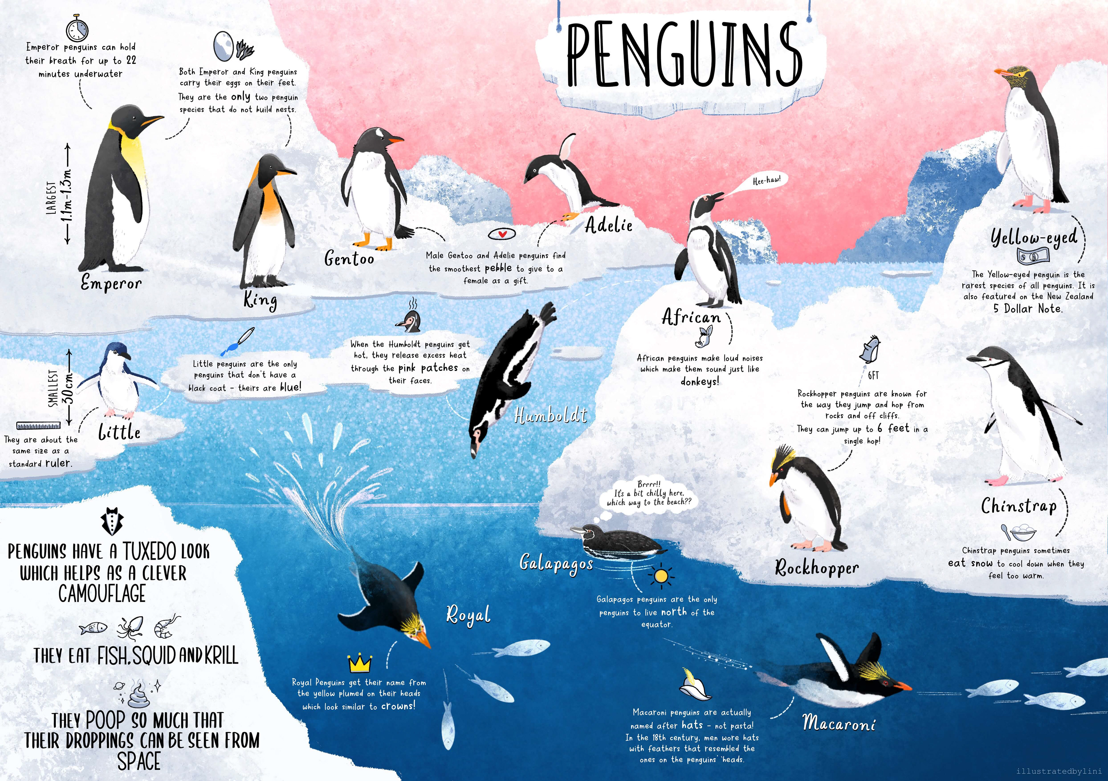 educational illustration about penguin species and facts