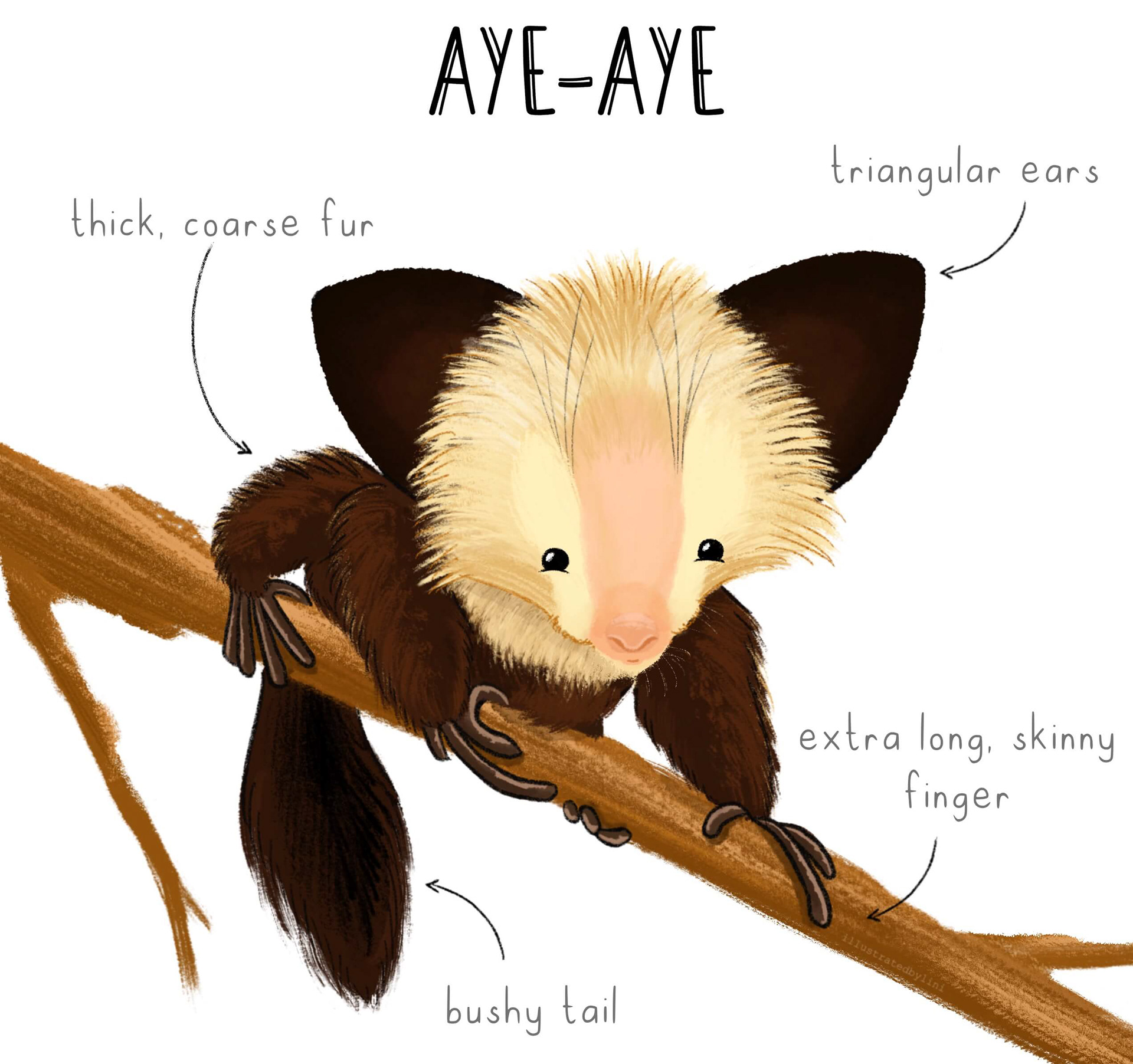 illustration of the anatomy of an aye aye bush baby