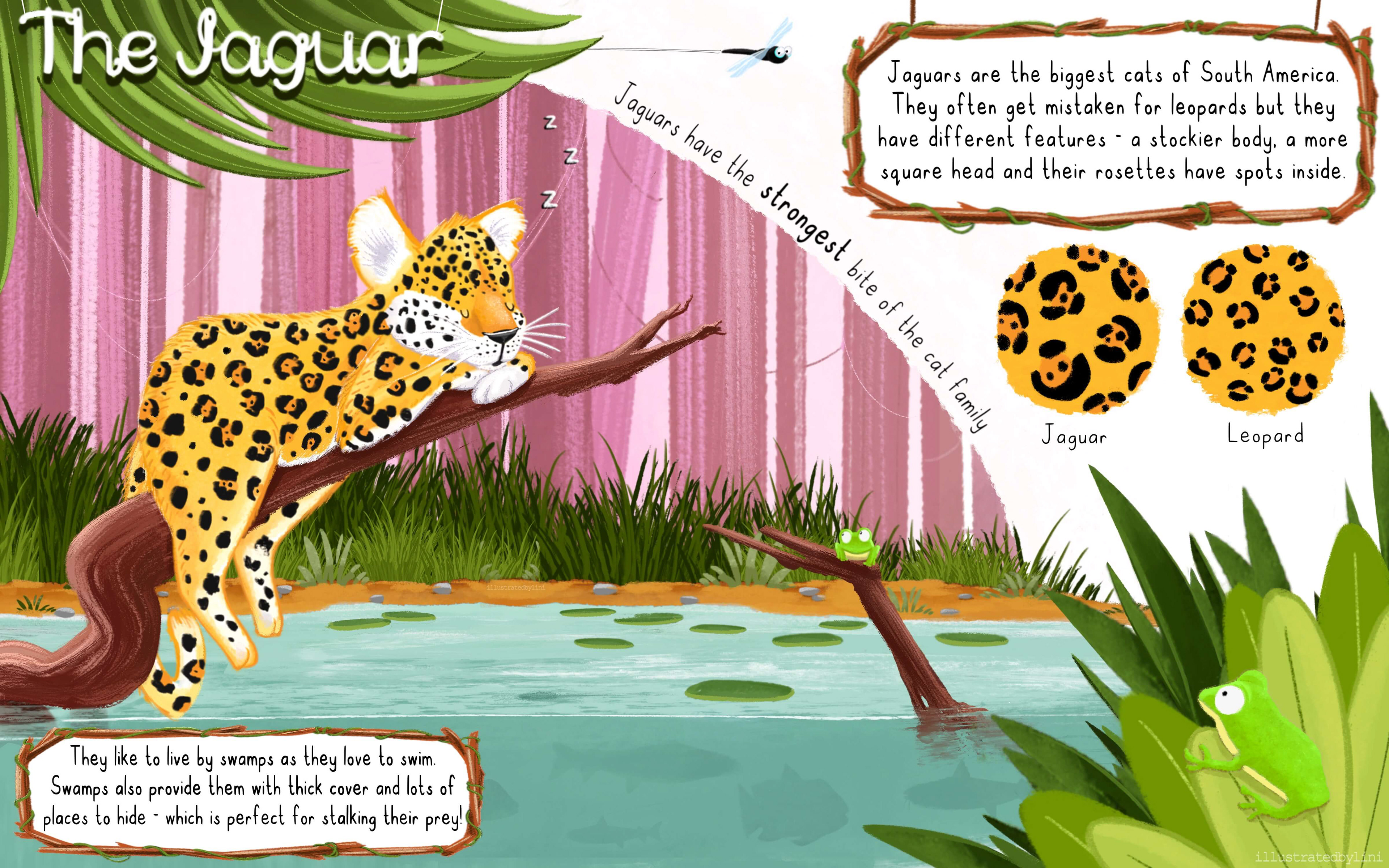 educational spread of a jaguar in the rainforest