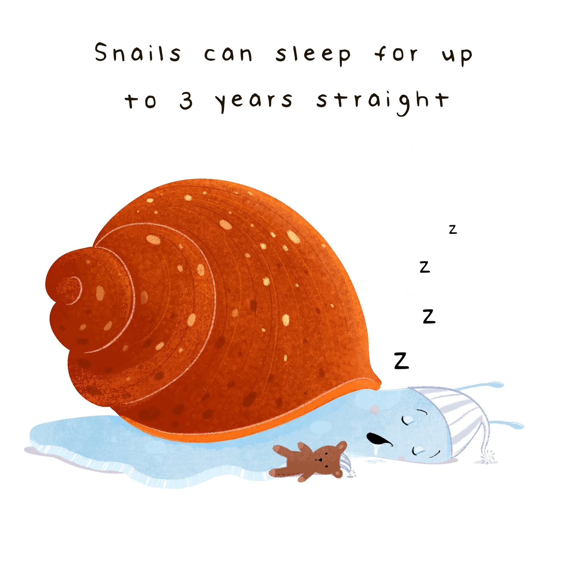illustration of a snail fact showing they sleep for three years