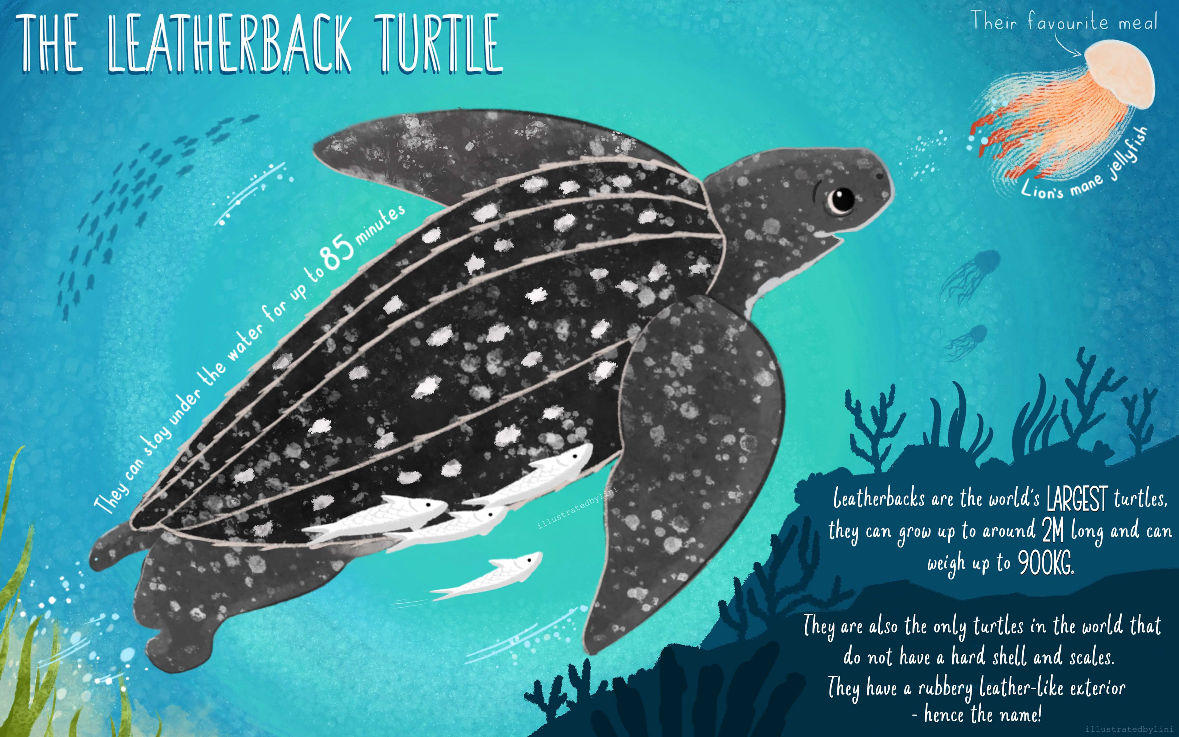 illustrated educational spread of a leatherback turtle