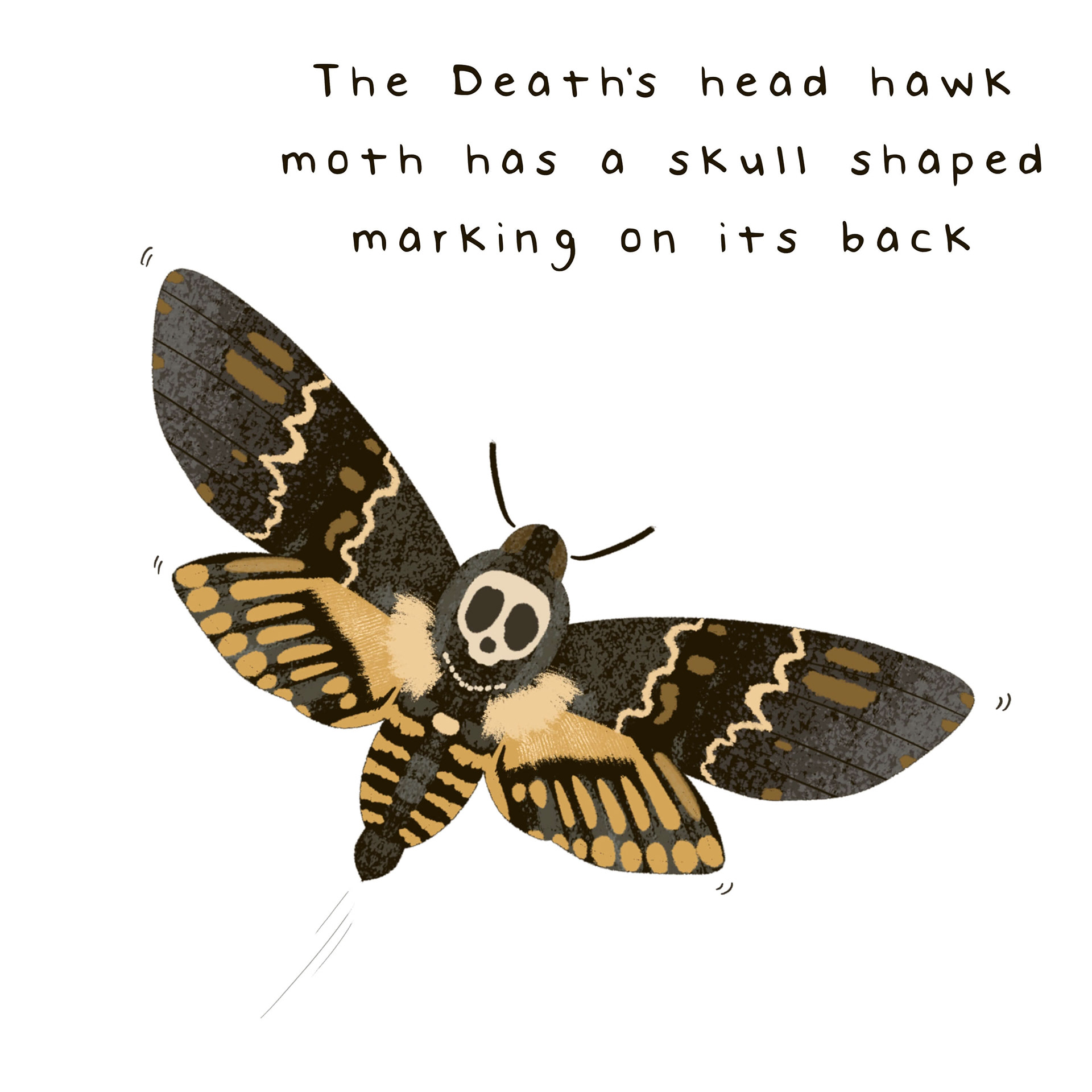 illustrated fact about hawk moth
