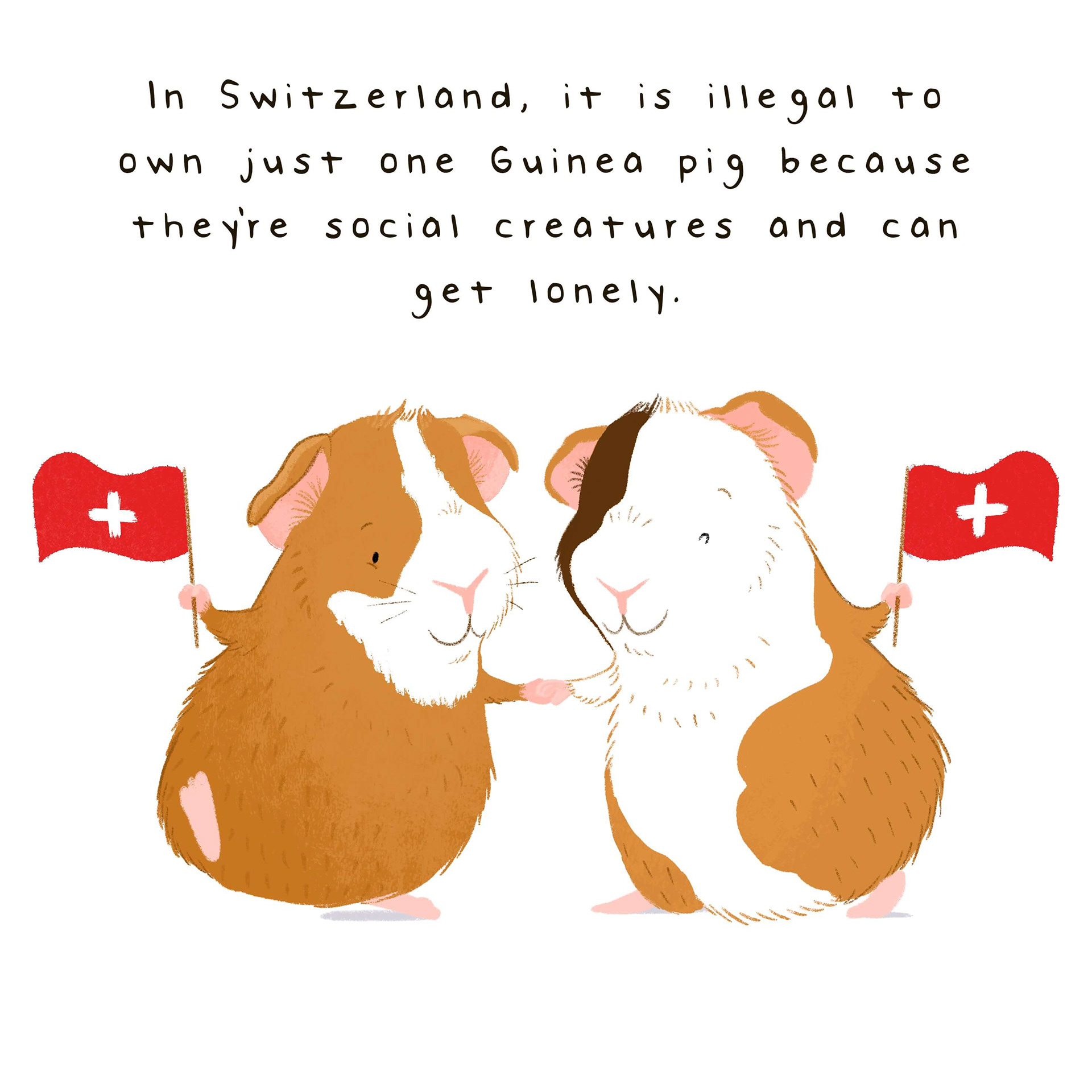 illustrated fact about guinea pigs in switzerland