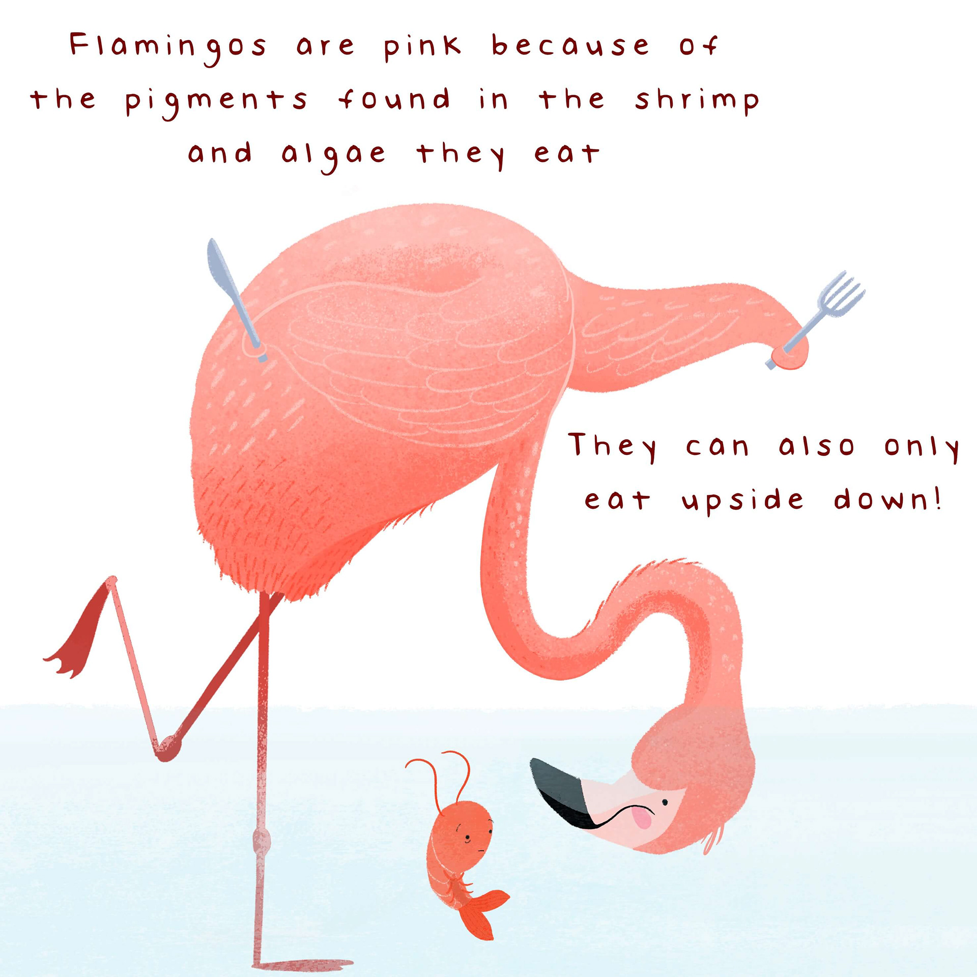 illustrated fact of the colour of a flamingo