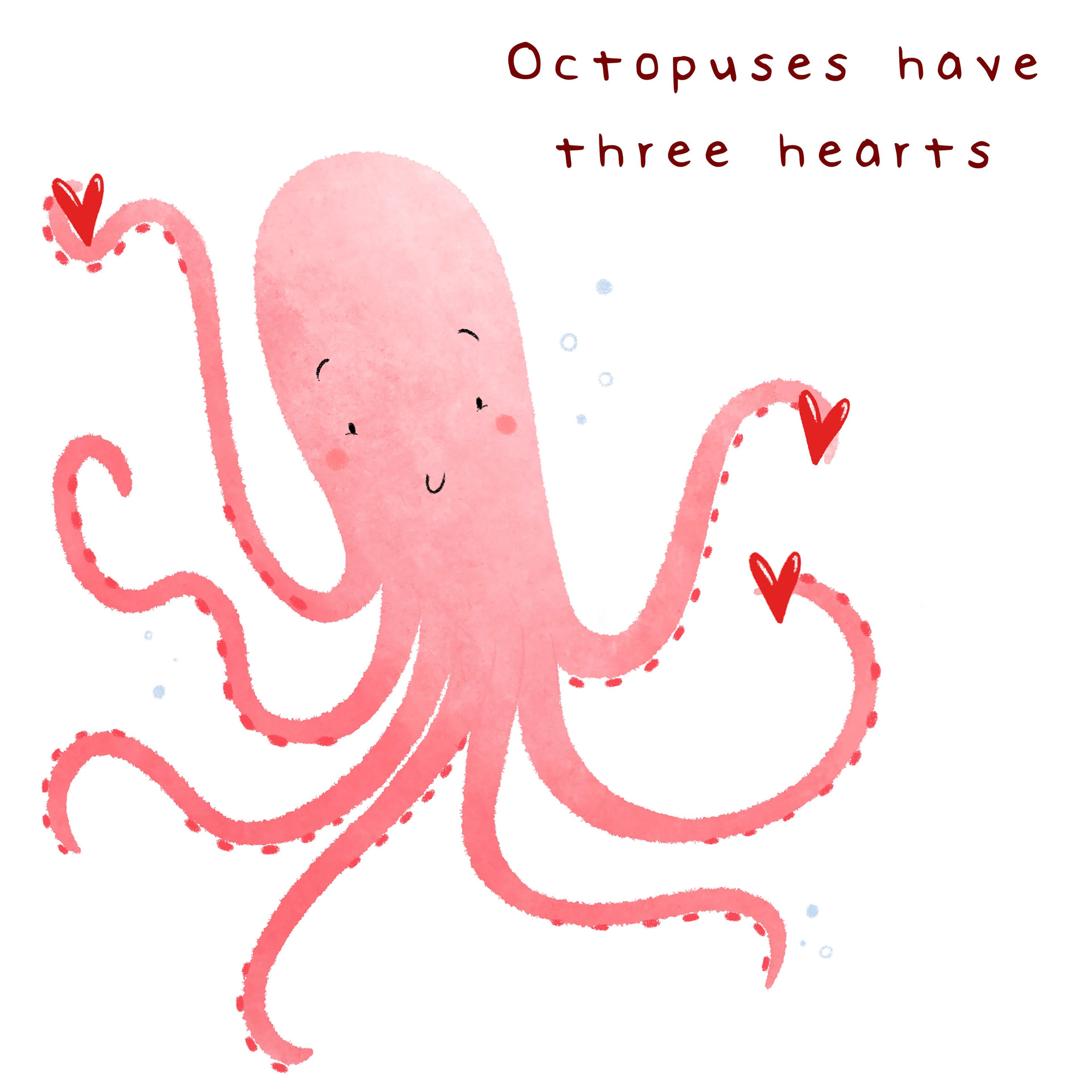 illustrated fact that an octopus has three hearts