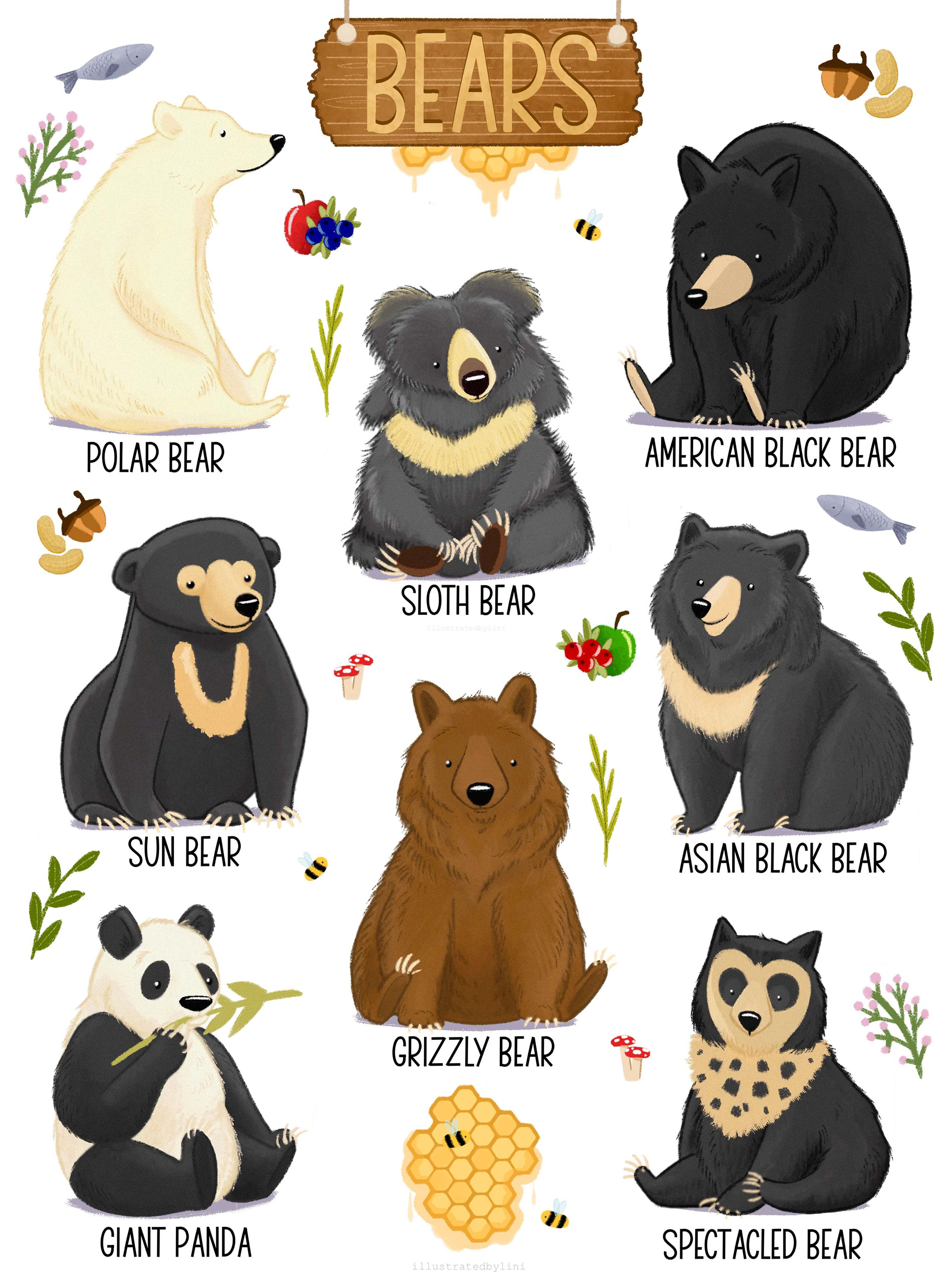 illustrated bear species chart and names