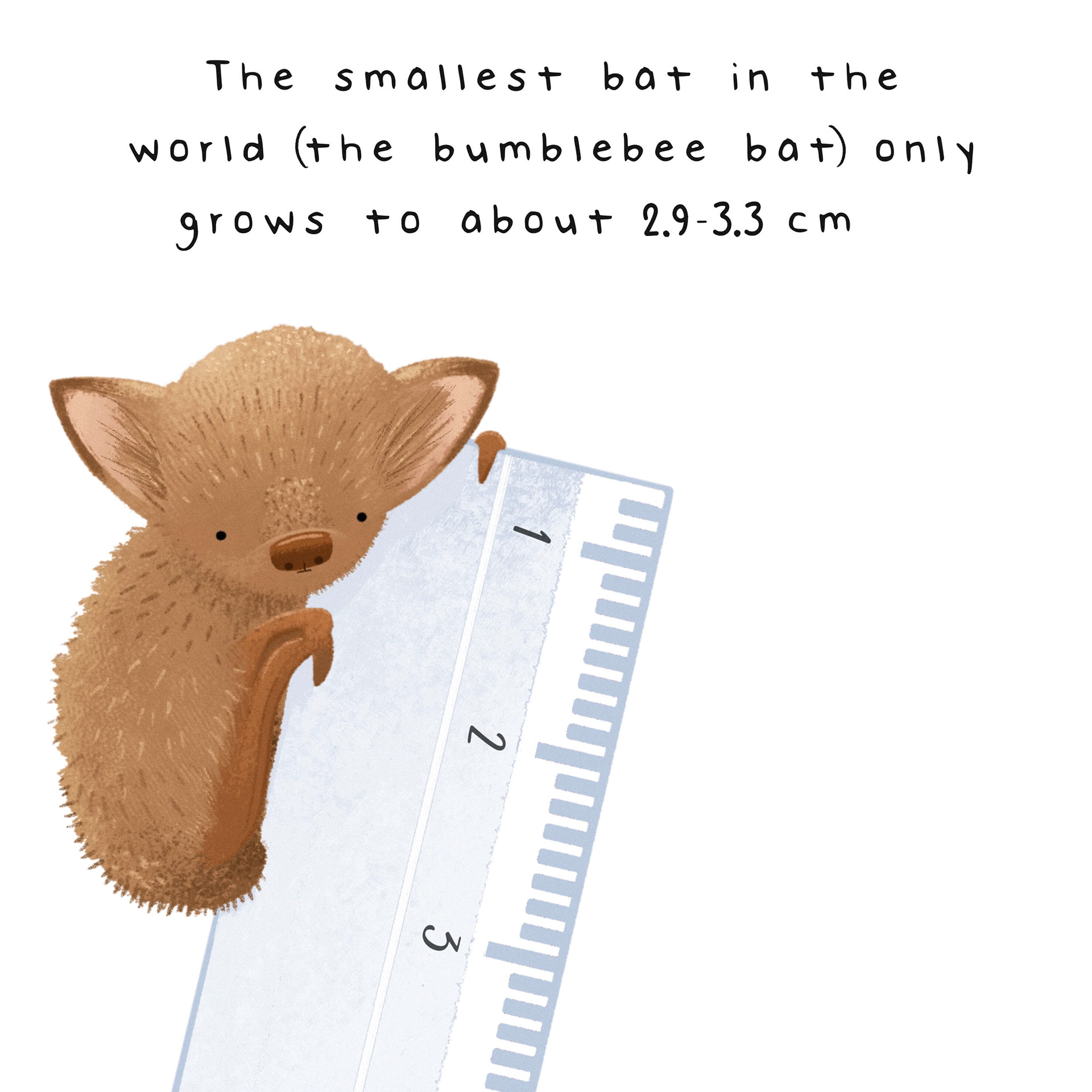 illustration of the bumblebee bat the smallest bat in the world