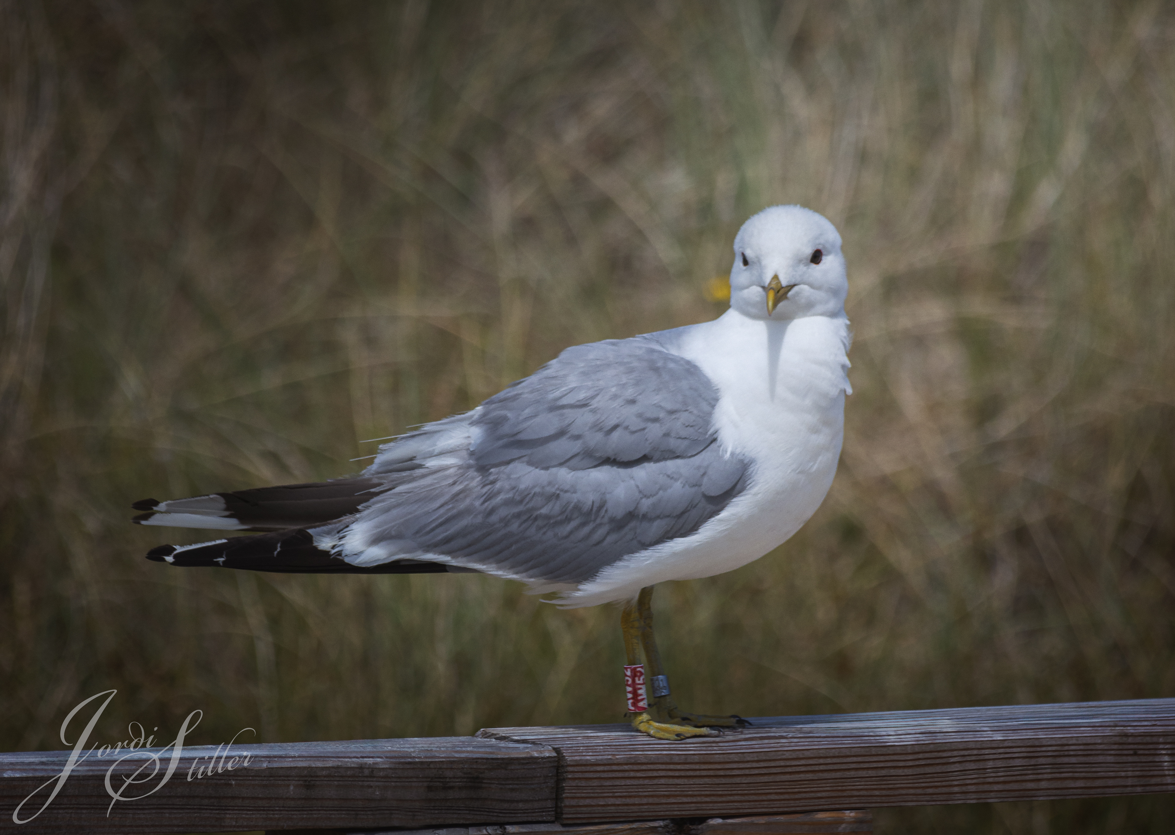 Möve