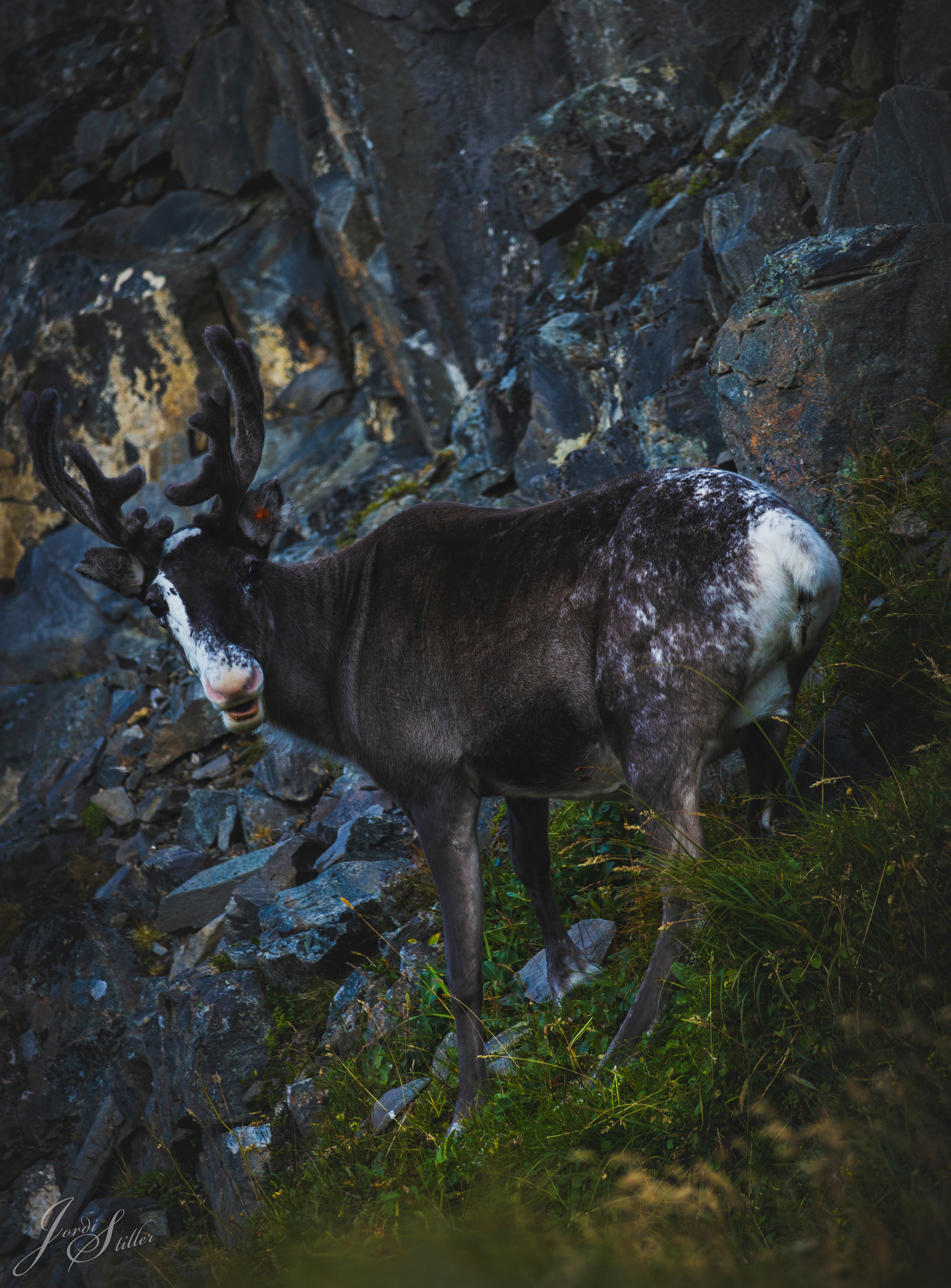 Rentier am Nordkapp