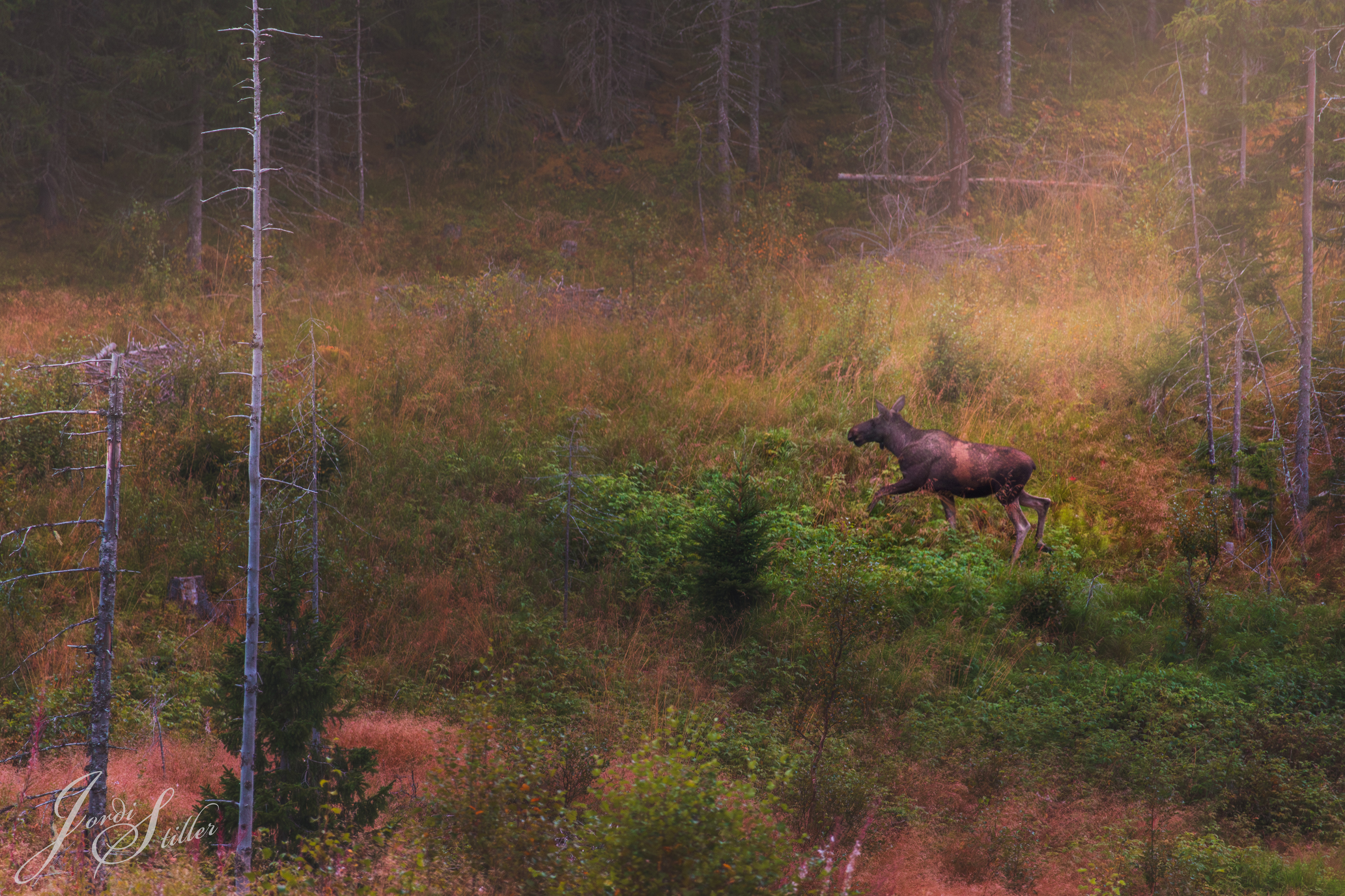Ein Elch bzw. eine Elchkuh