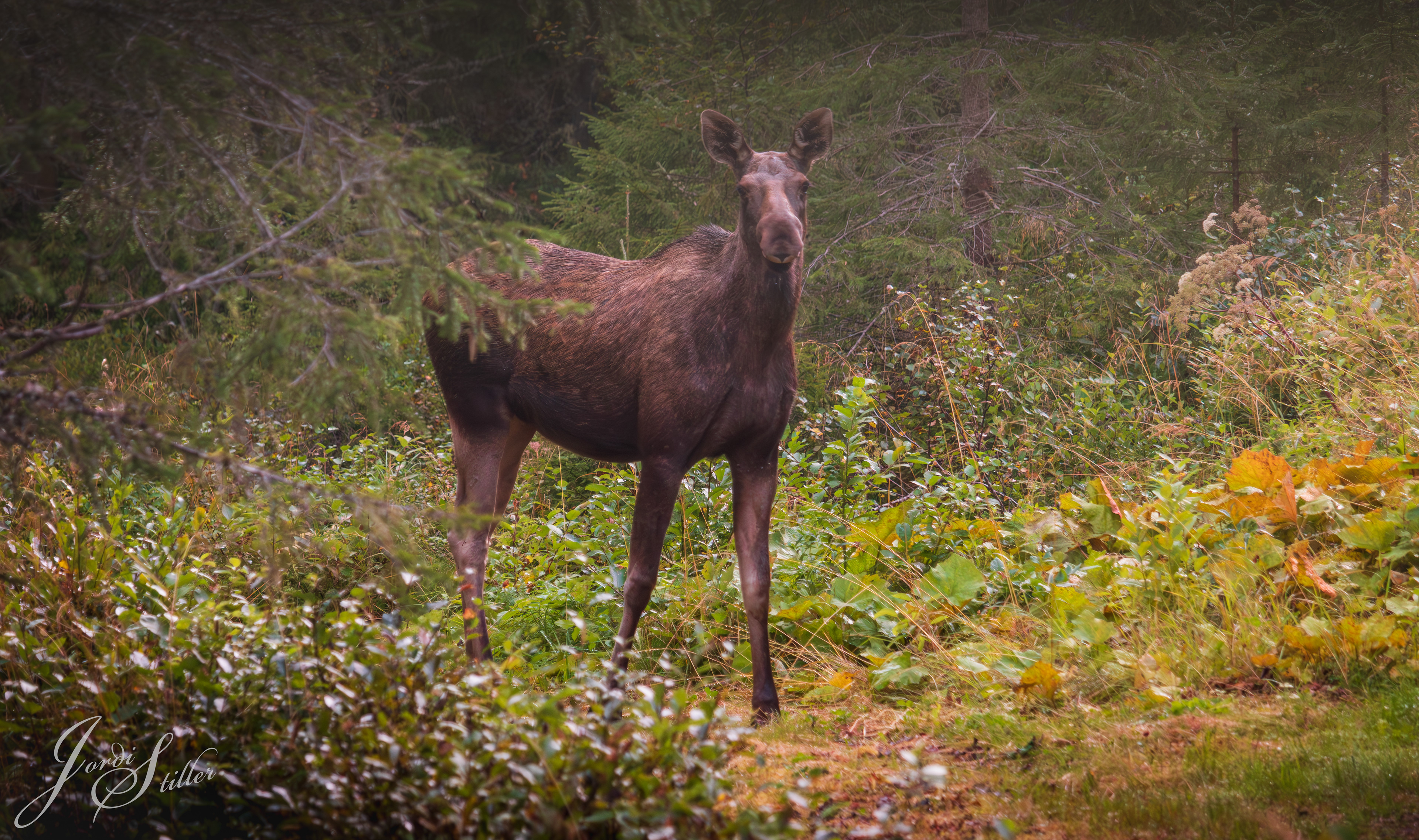 Ein Elch bzw. eine Elchkuh