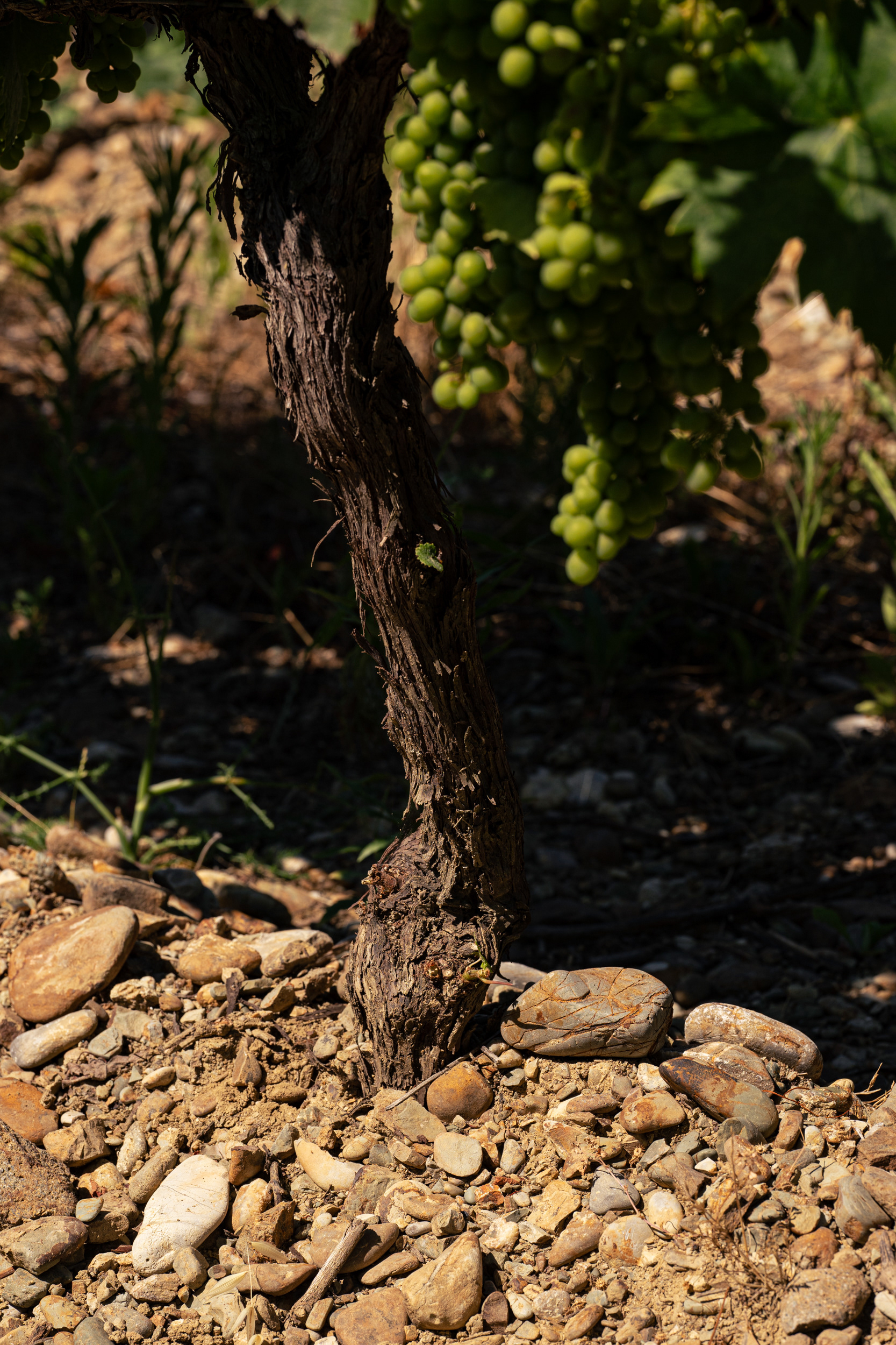 Val di Suga Winery, vigna di Poggio al Granchio