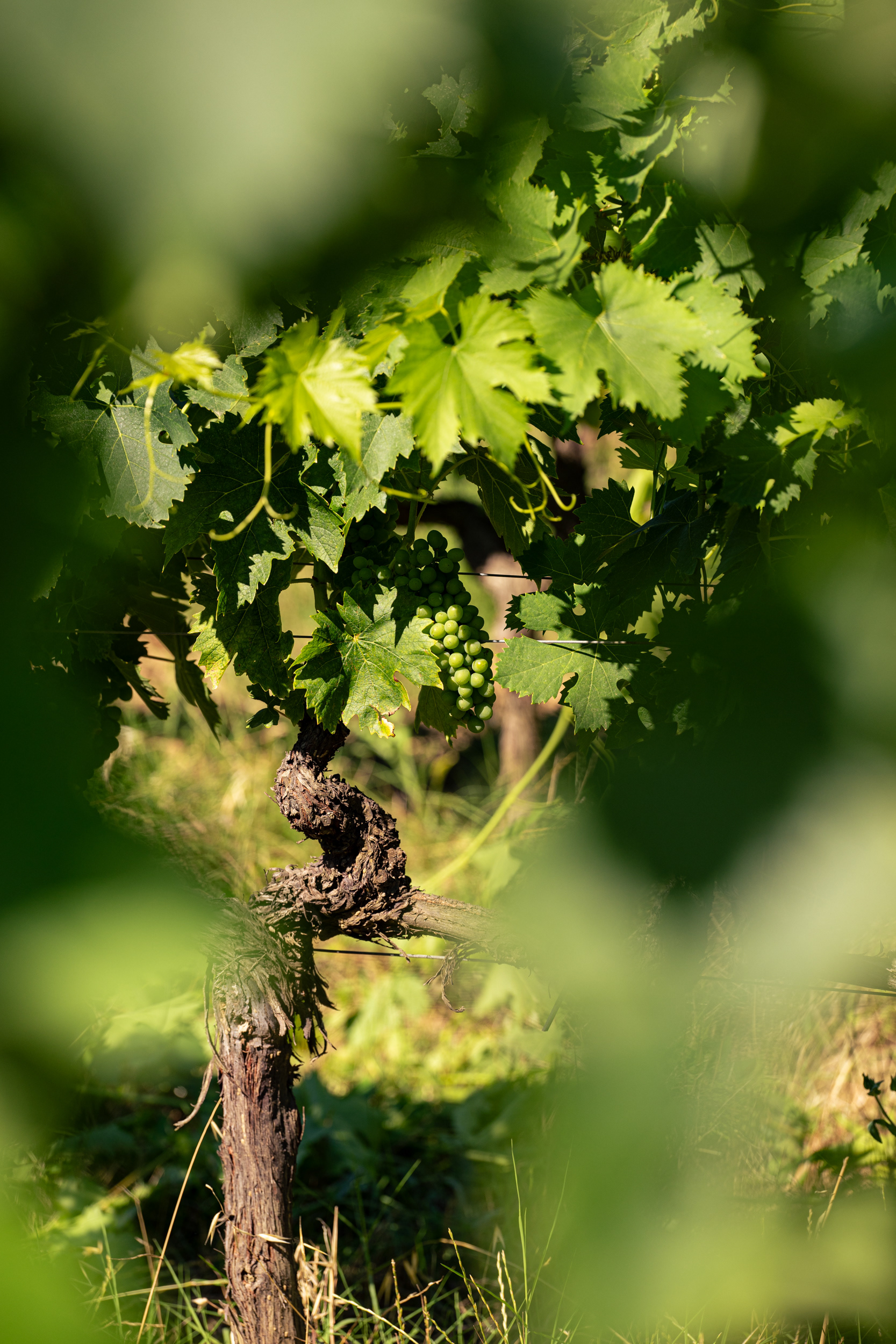 Val di Suga Winery, vigna di Poggio al Granchio