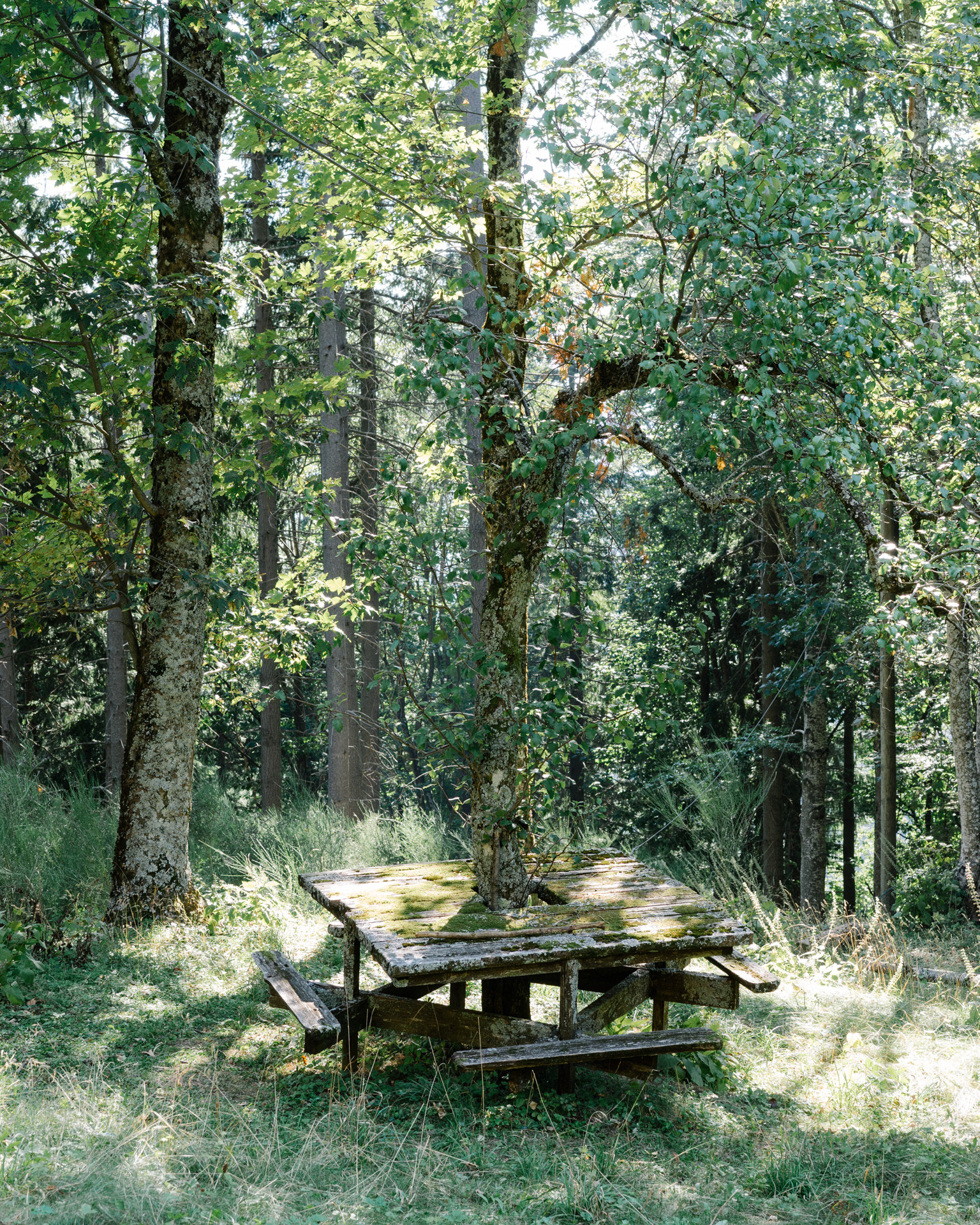 A picnic table in the forests of Mapsulon